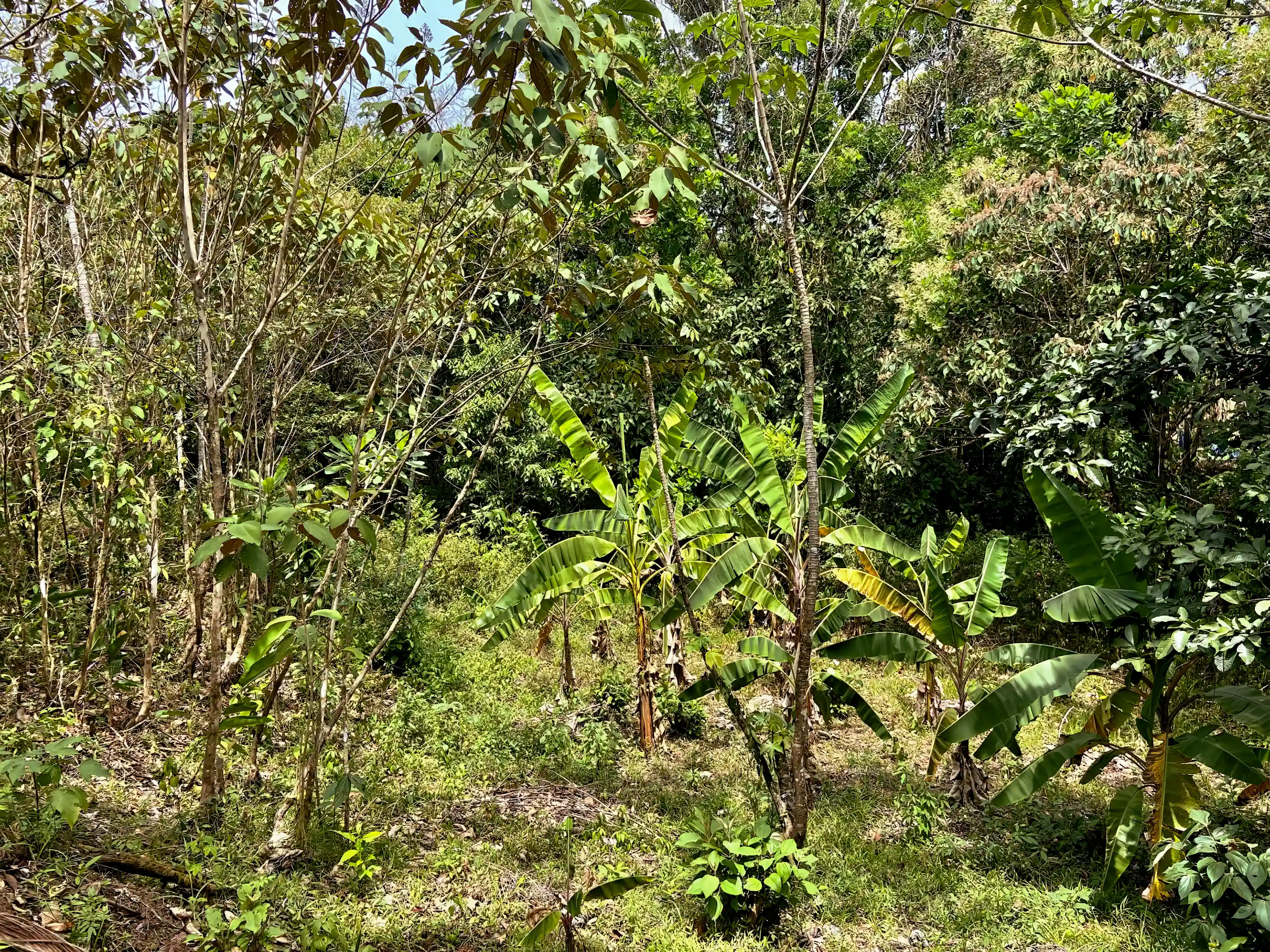 Lot/Land for Sale in 11 Calle Perico, Torio, Veraguas, Panama Viviun