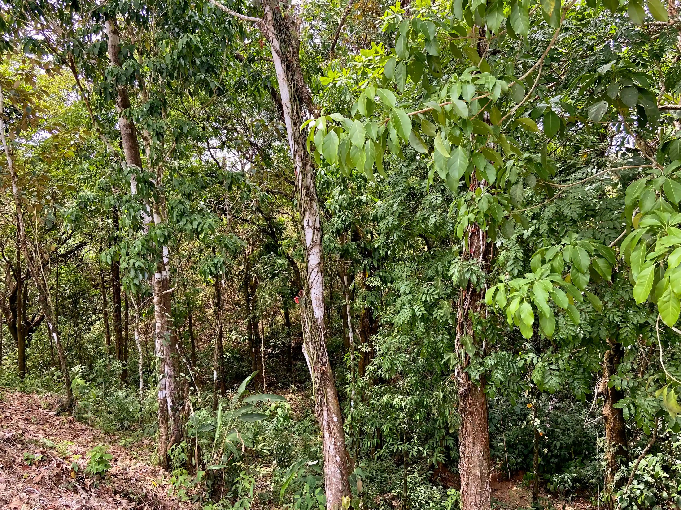 Lot/Land for Sale in 11 Calle Perico, Torio, Veraguas, Panama Viviun