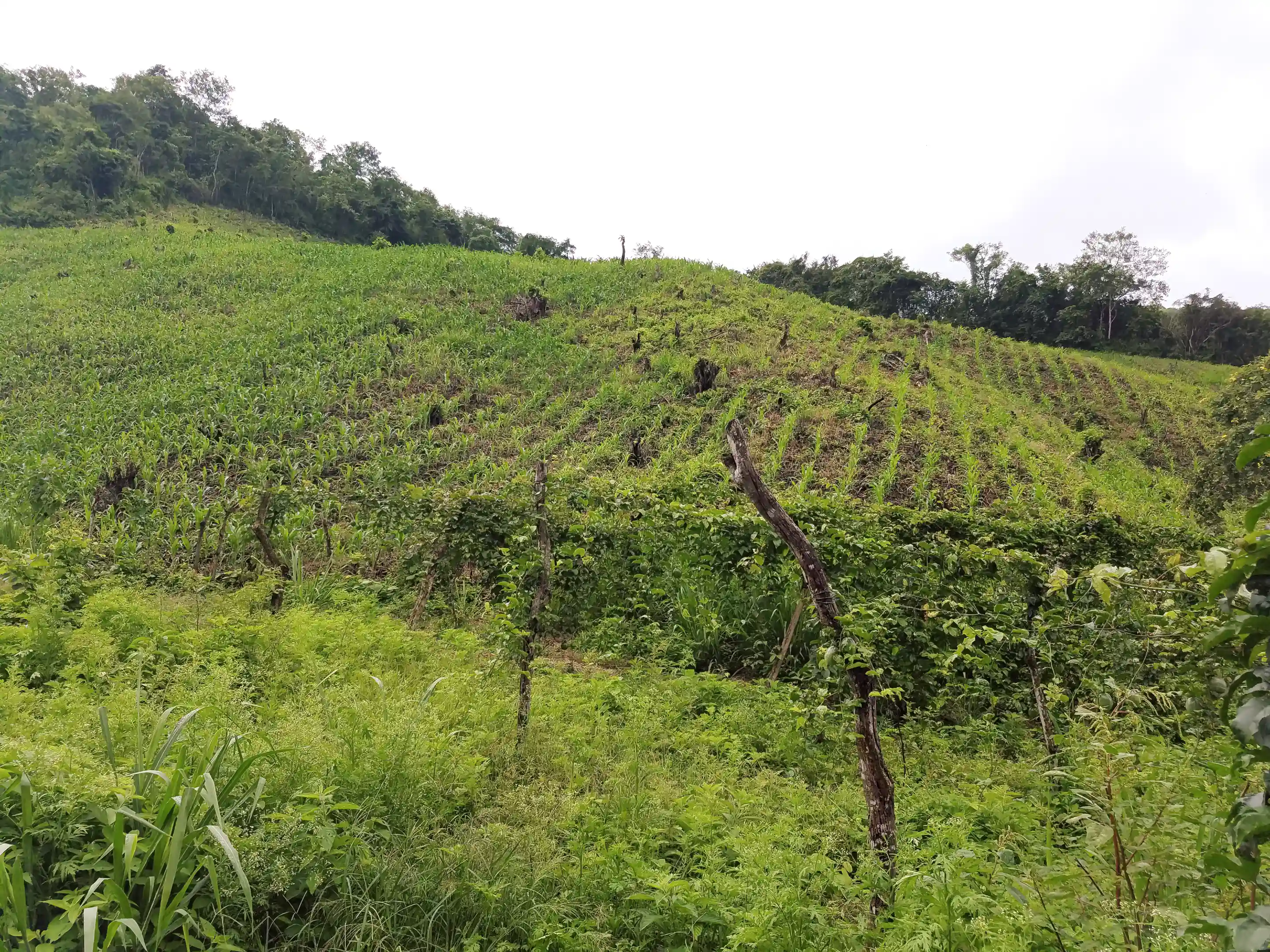 farm-ranch-for-sale-in-san-vicente-manabi-ecuador-viviun