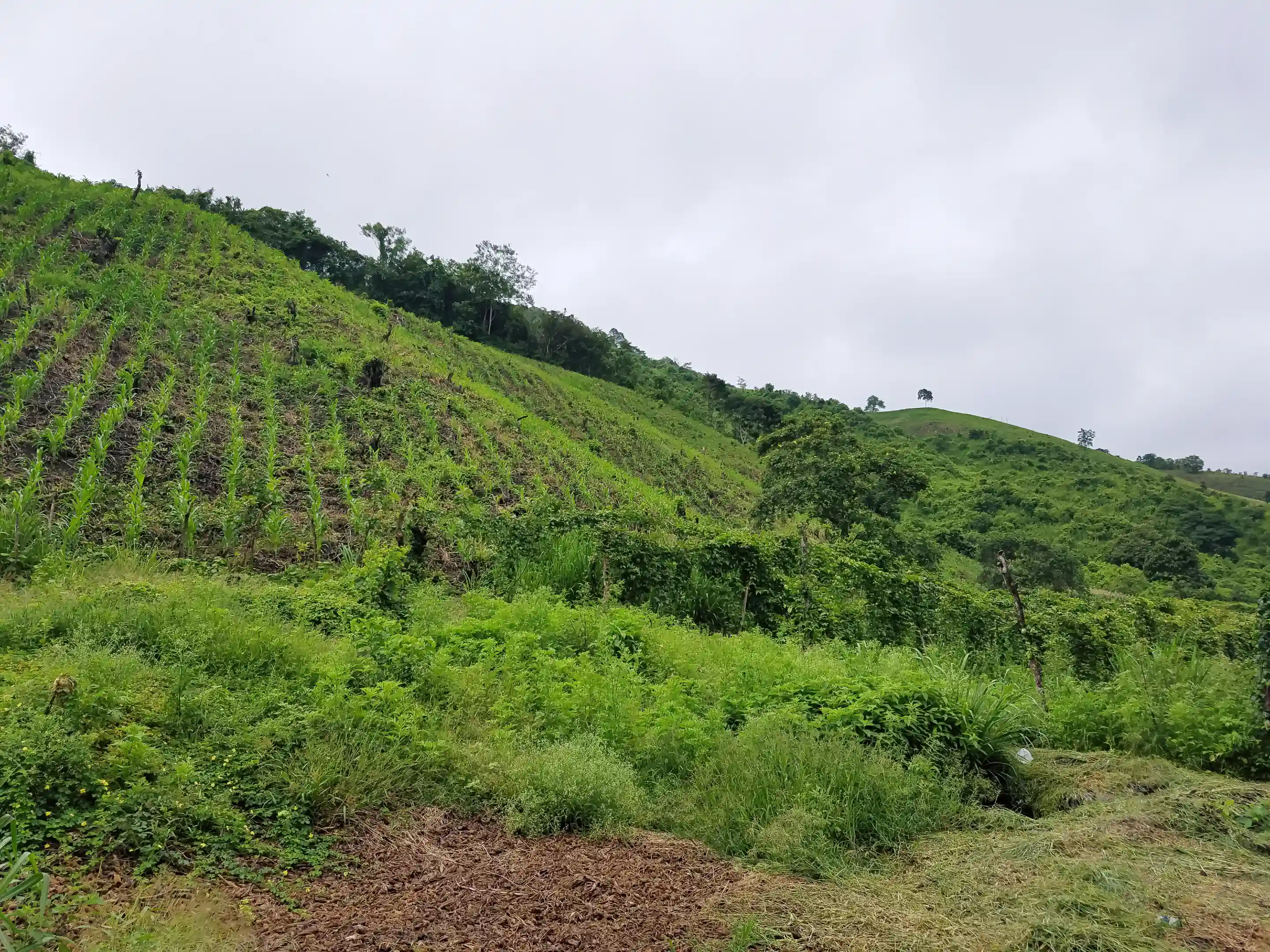 farm-ranch-for-sale-in-san-vicente-manabi-ecuador-viviun