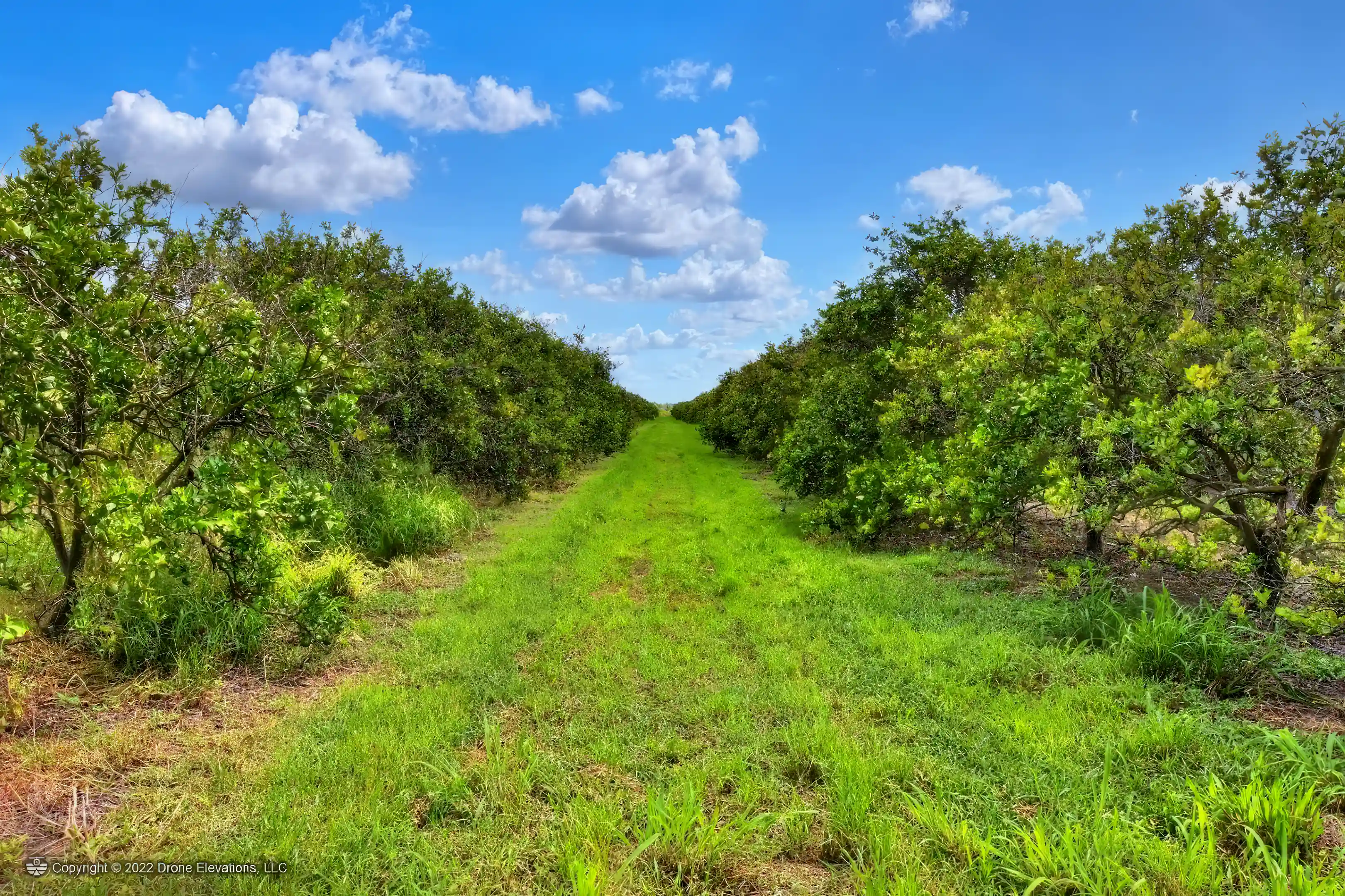 Citrus Farm for Sale in Arcadia, Florida, USA