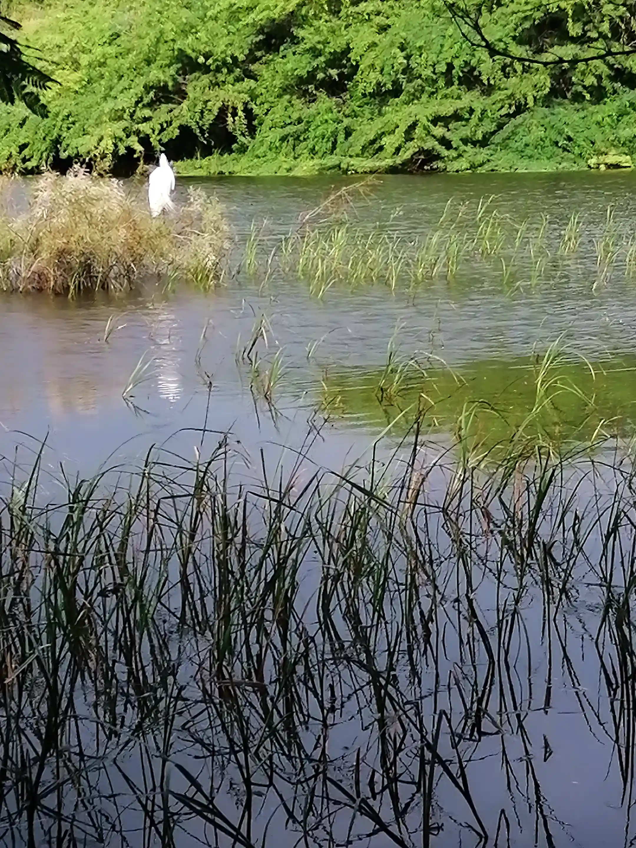 Seasonal lake, hoste to migratory birds from Europe - visibly...