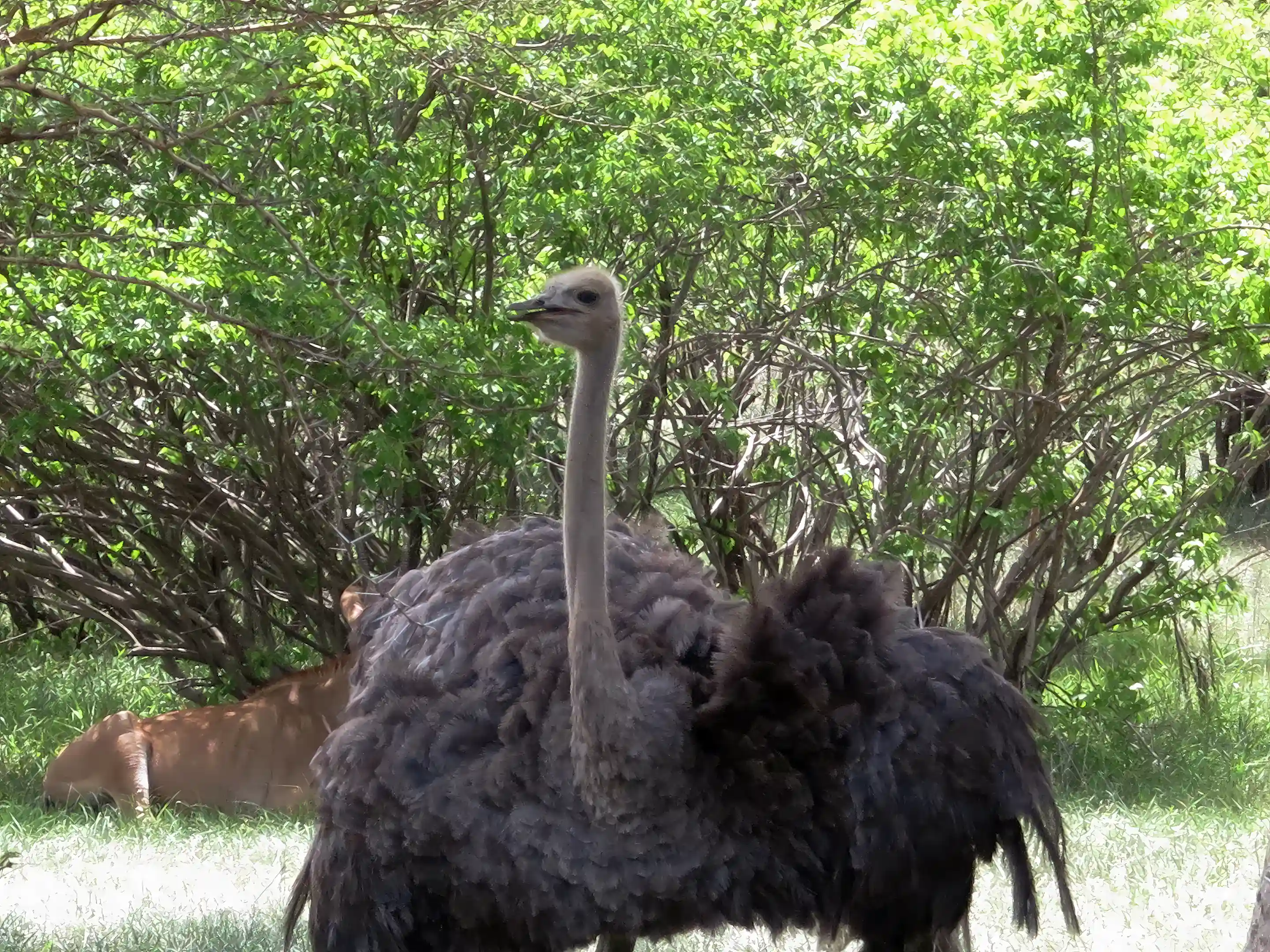 The park of Bandia with wildlife from all of Africa,...