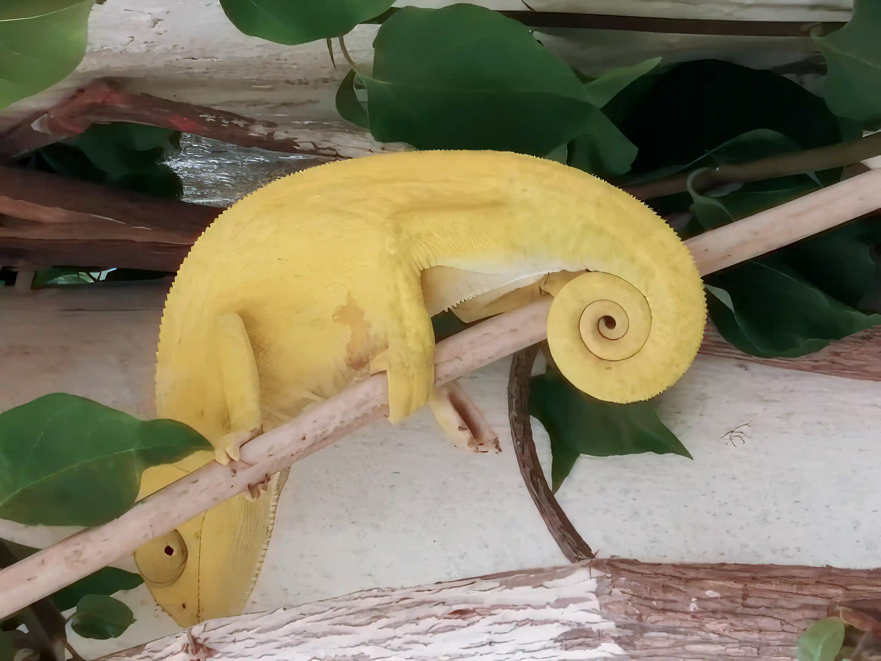 Chameleon caught by camera in the garden of the villa.