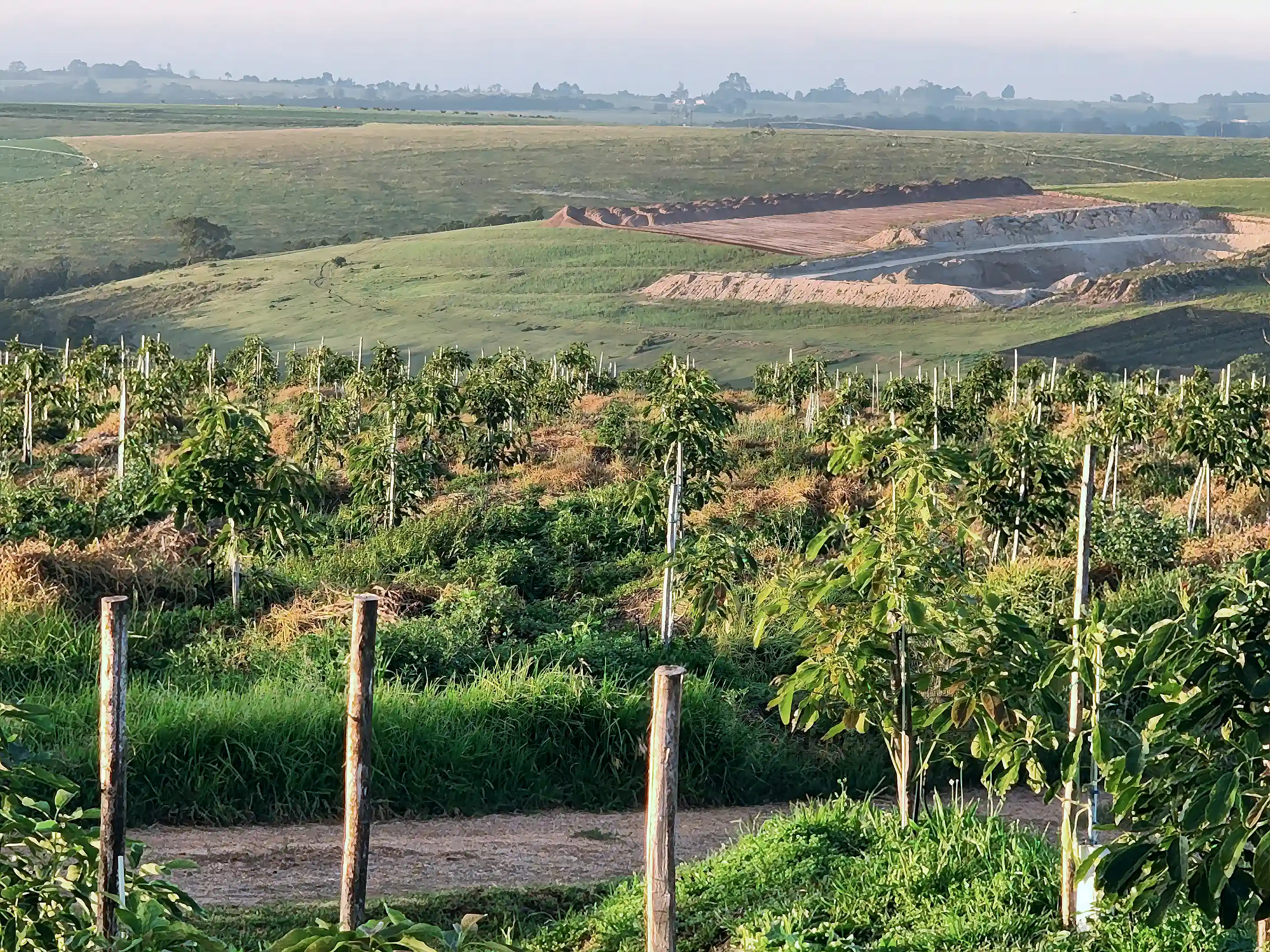 Avocado and Macadamia Nut Farm for Sale in Garden Route,