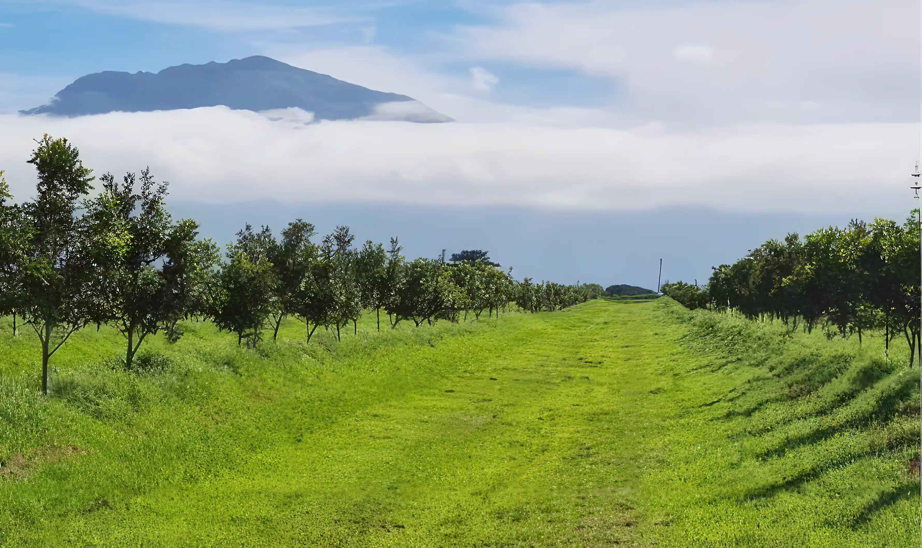Avocado and Macadamia Nut Farm for Sale in Garden Route,