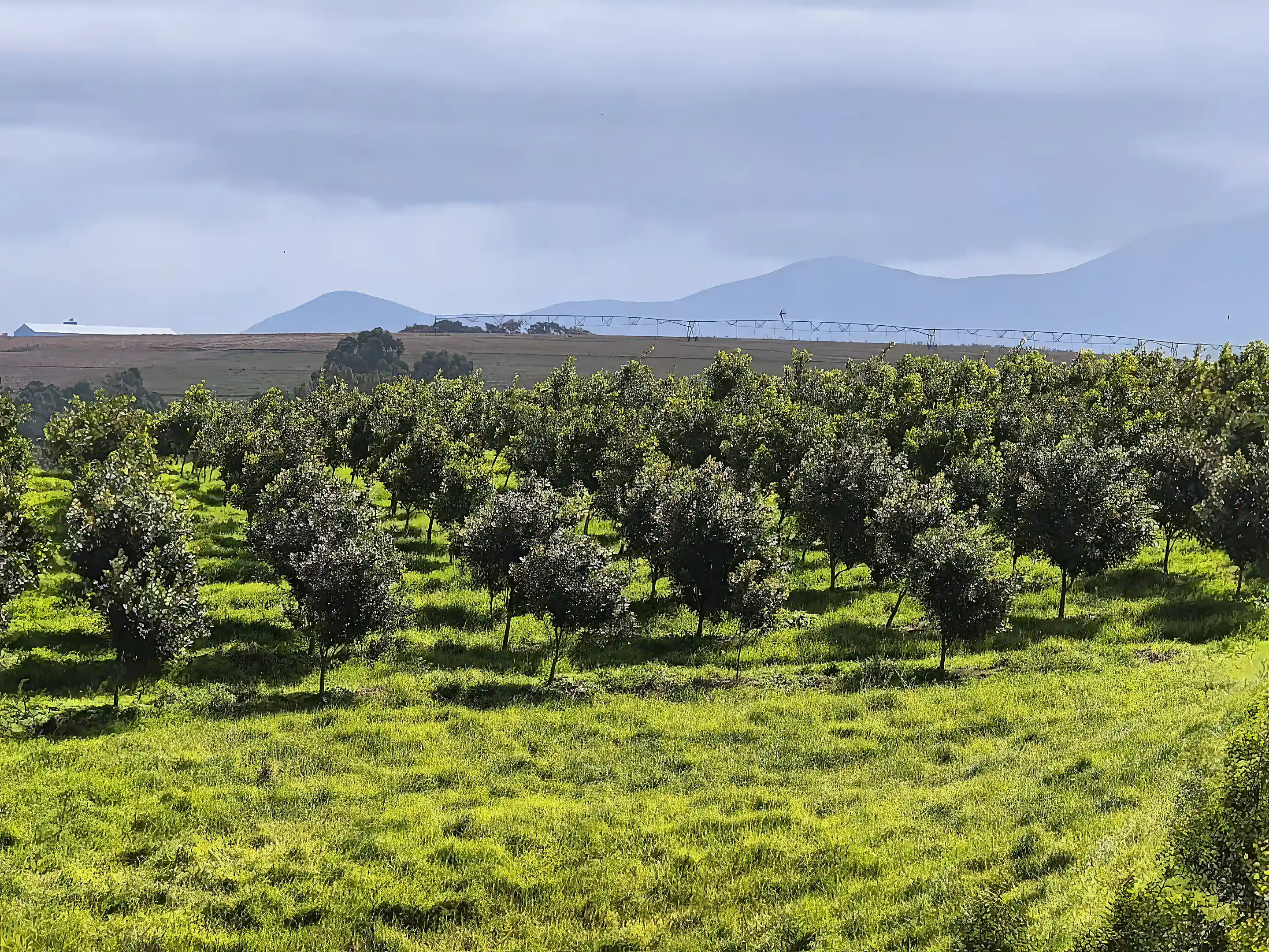 Avocado and Macadamia Nut Farm for Sale in Garden Route,