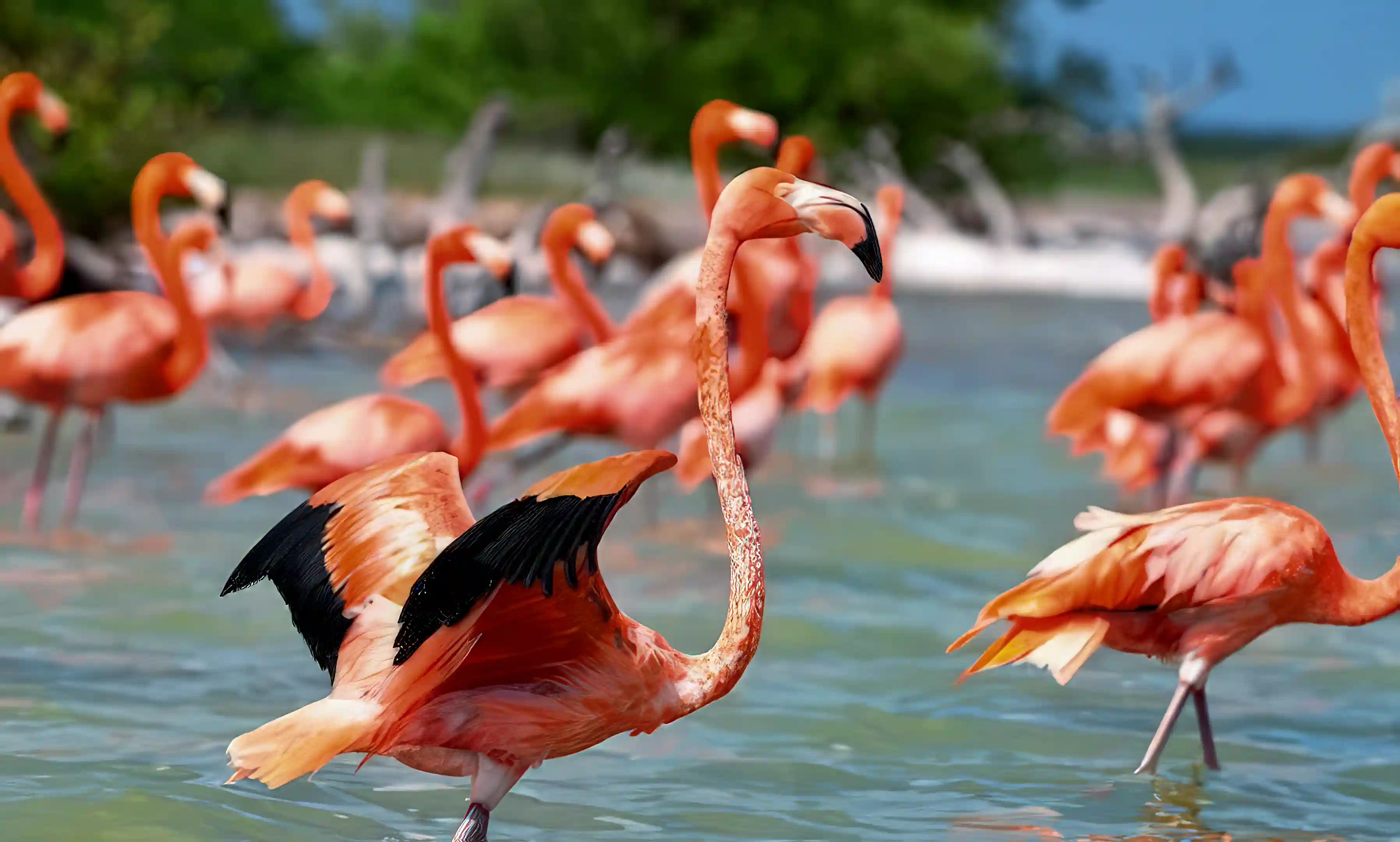 Beachfront Lot for Sale in Celestun, Yucatan, Mexico