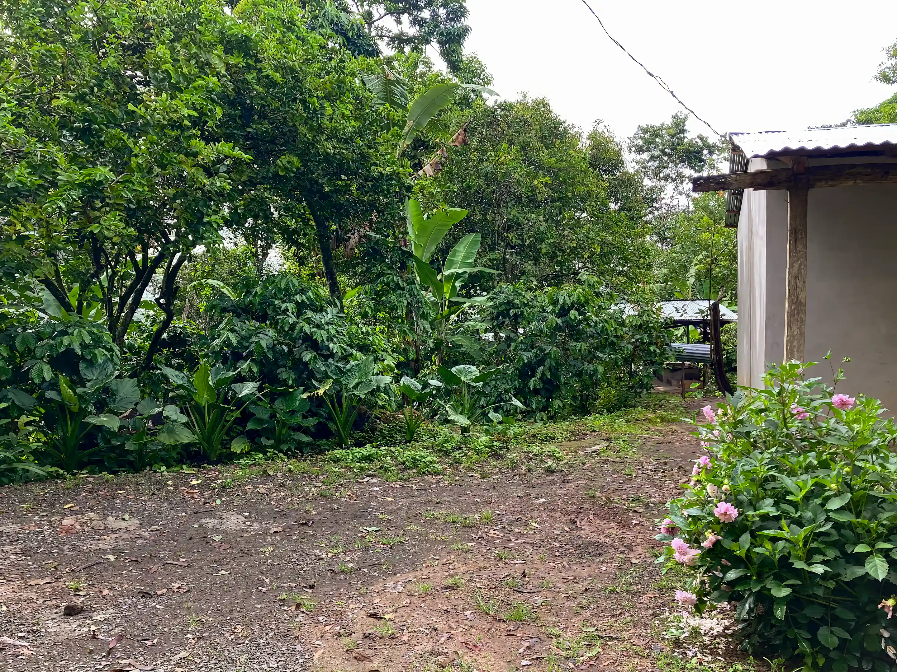 Farmhouse and Coffee Farm for Sale in El Tepeyac, Matagalpa, Nicaragua
