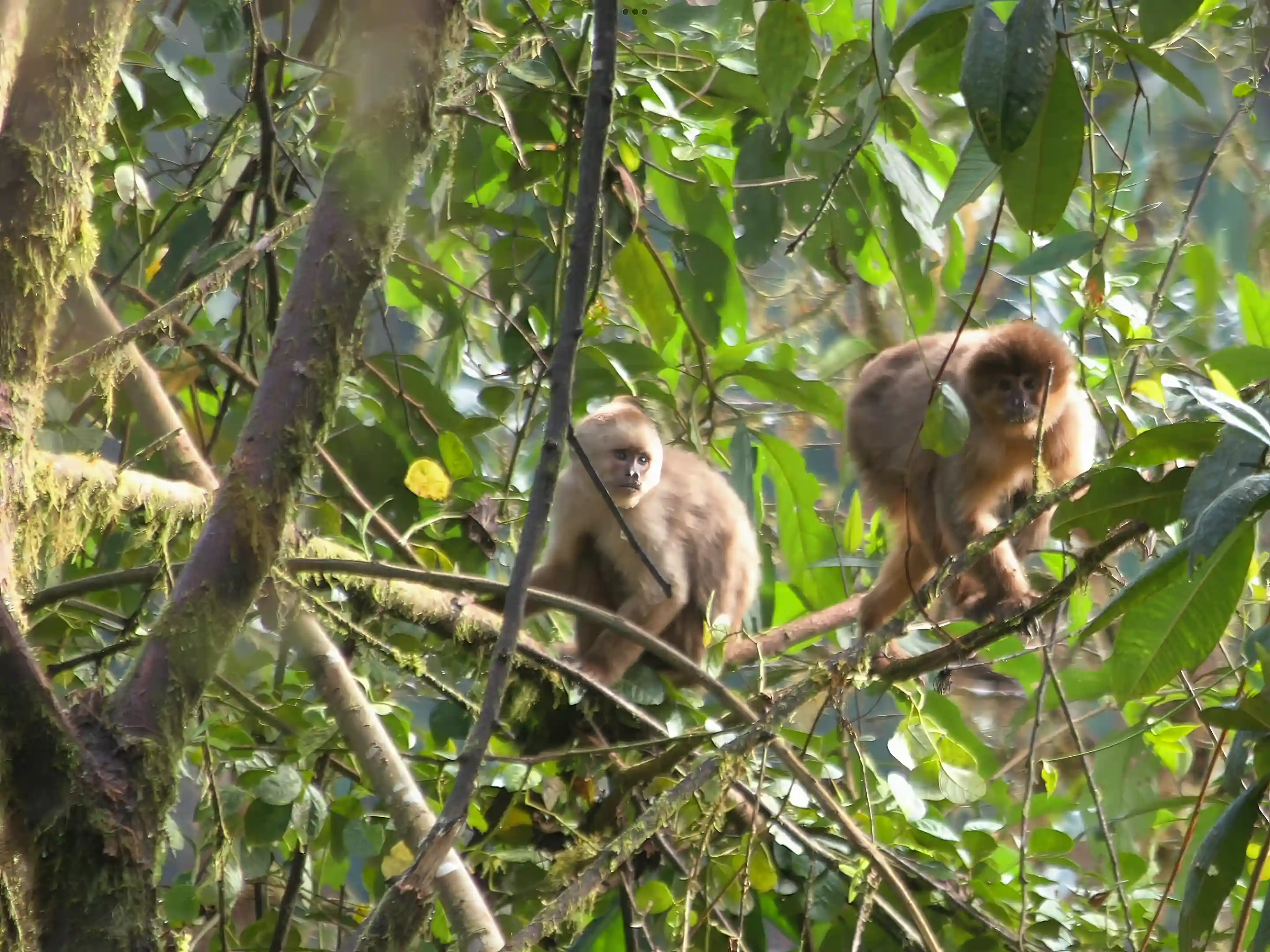 House for Sale in Mindo, Pichincha, Ecuador