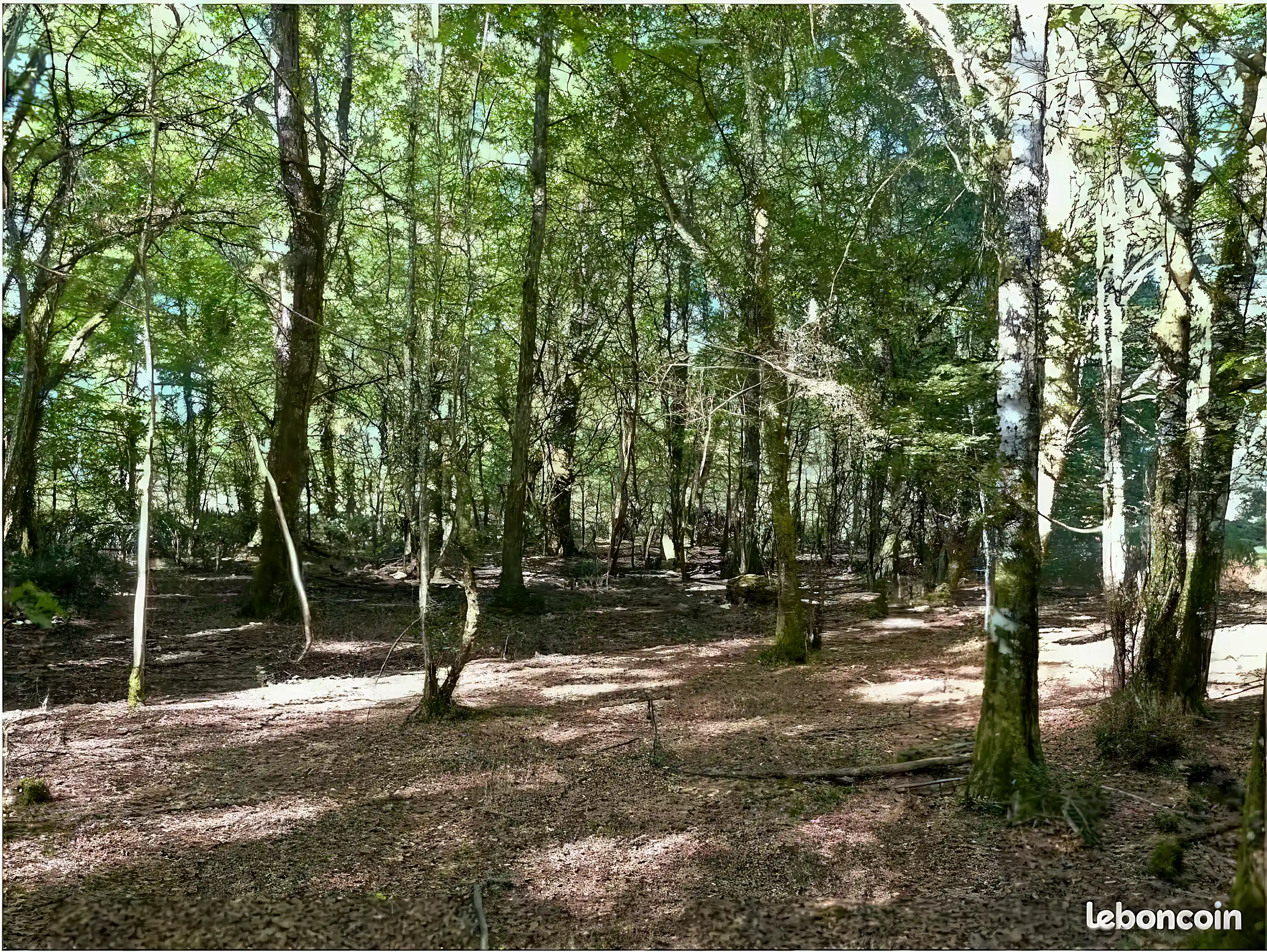 Oak and Chestnut Forest for Sale in Le Besse, Echourgnac, Aquitaine, France