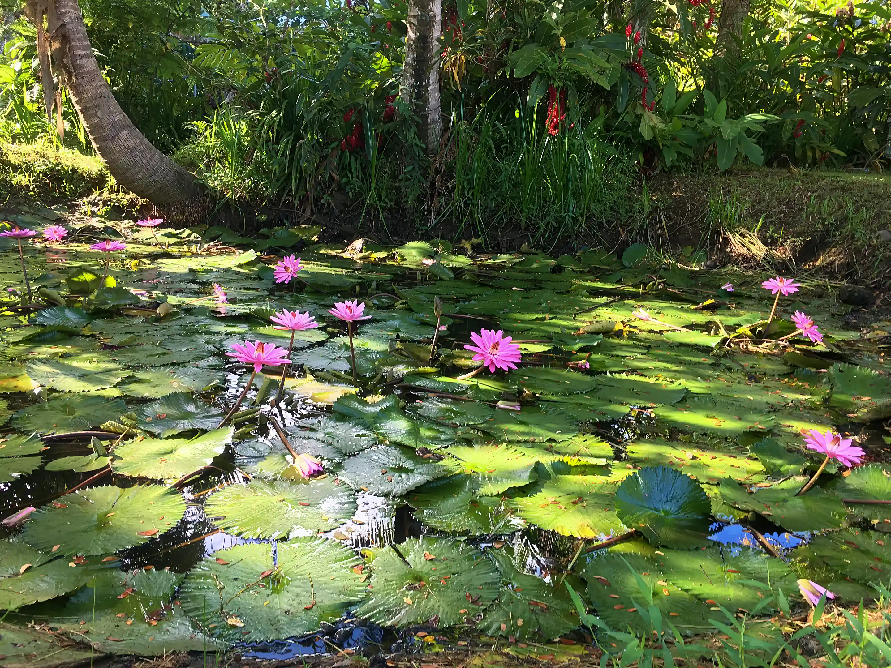 Just one of the lilyponds on the property