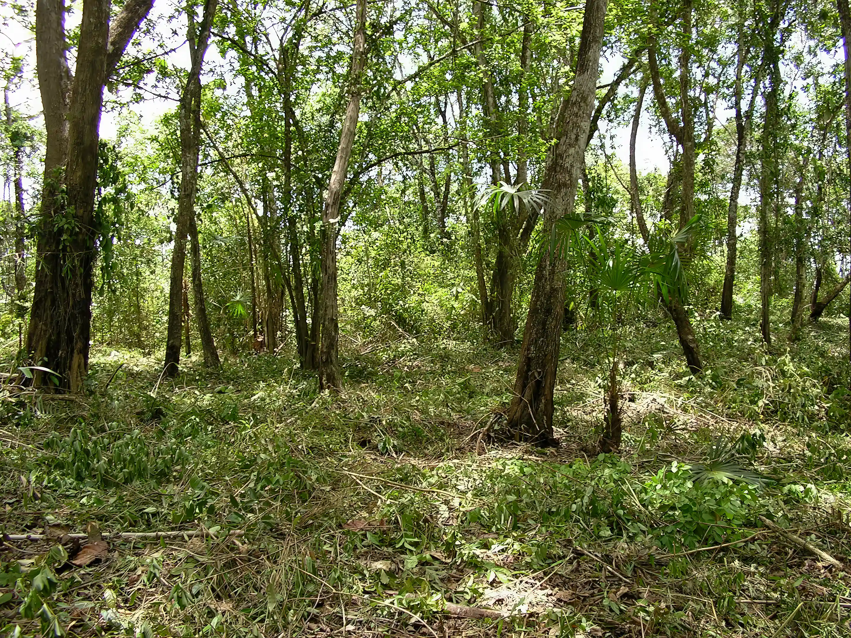 Primary Buildable Area 2-3 Acres