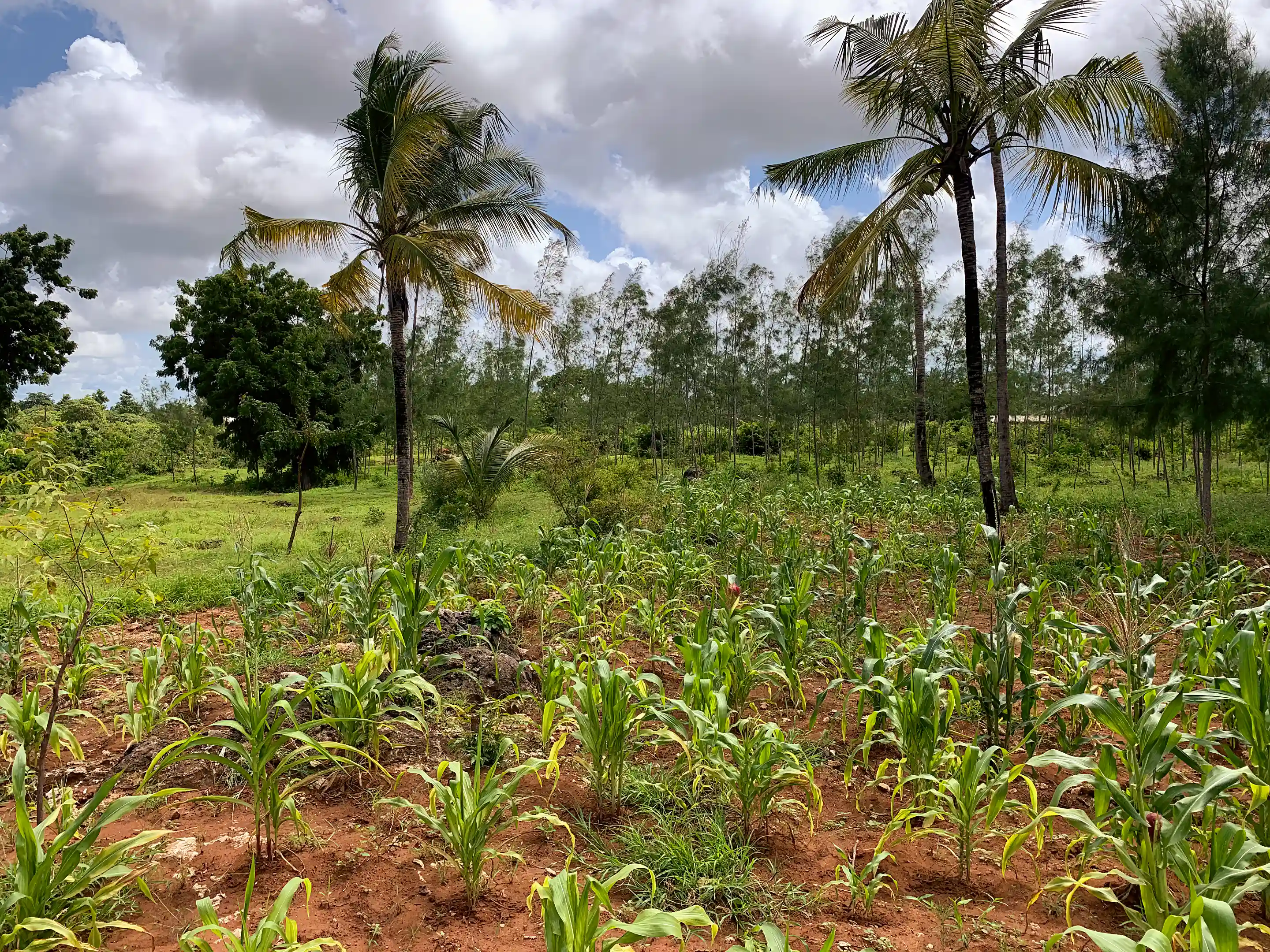 Lot for Sale in New Jacaranda Road, Malindi, Kilifi, Kenya