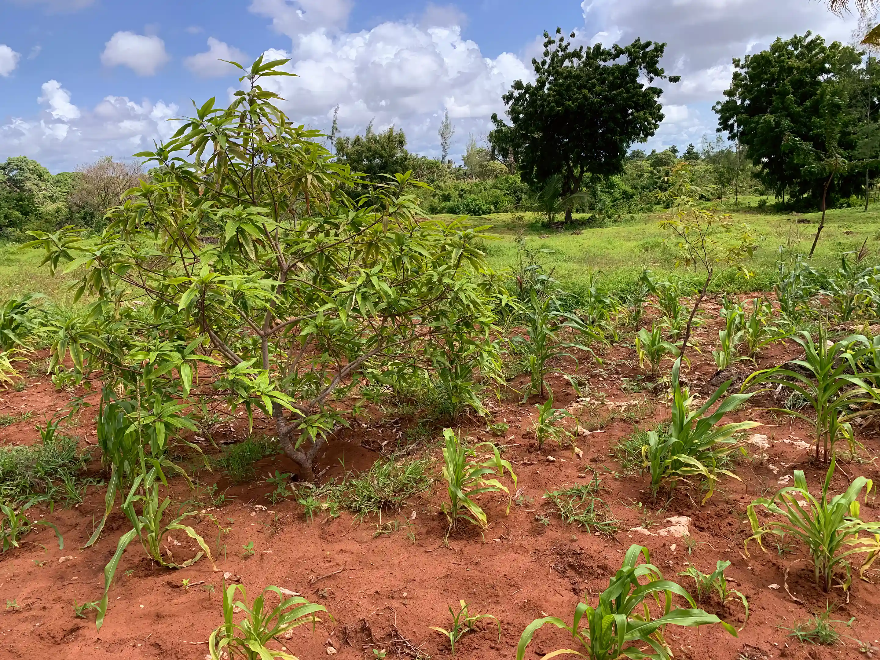 Lot for Sale in New Jacaranda Road, Malindi, Kilifi, Kenya