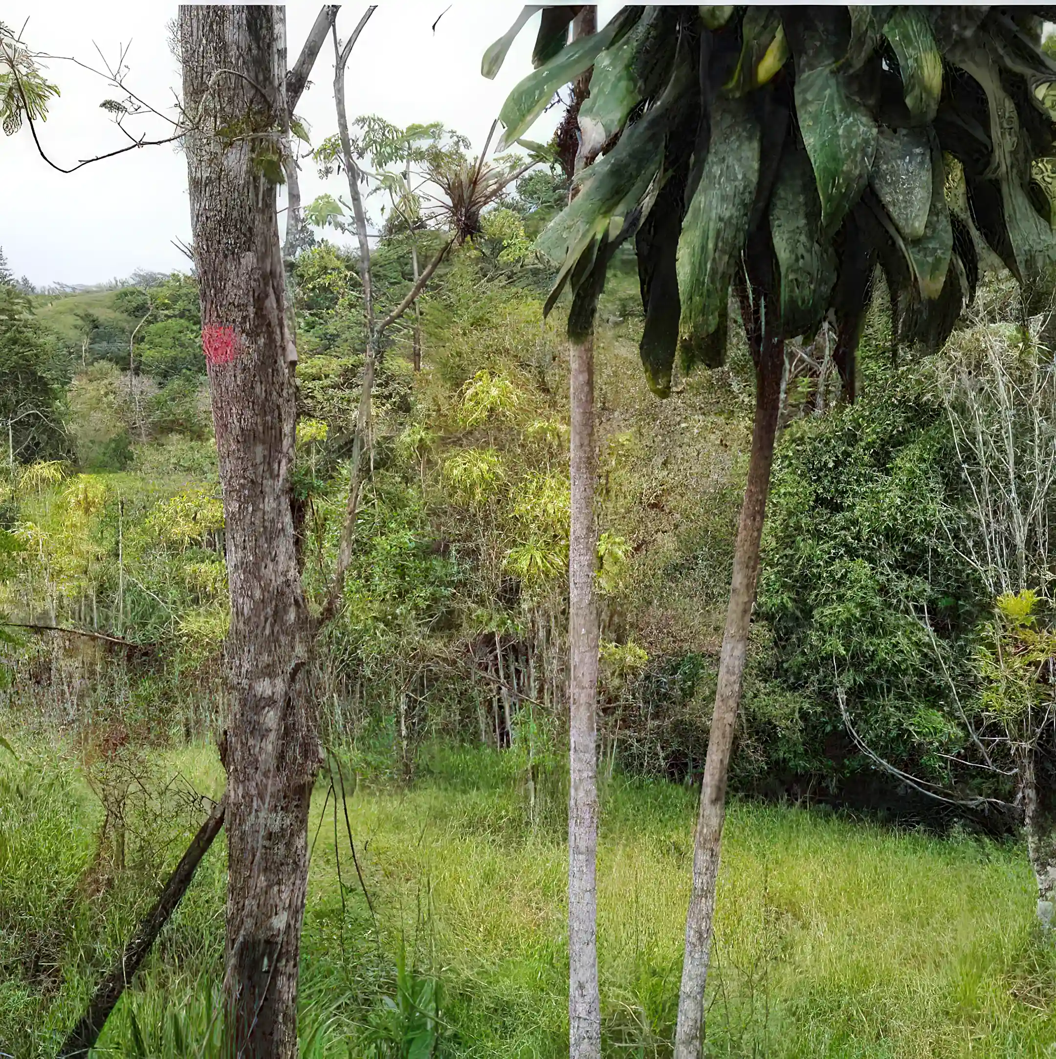 Cattle Farm for Sale in Copa Buena, Puntarenas, Costa Rica