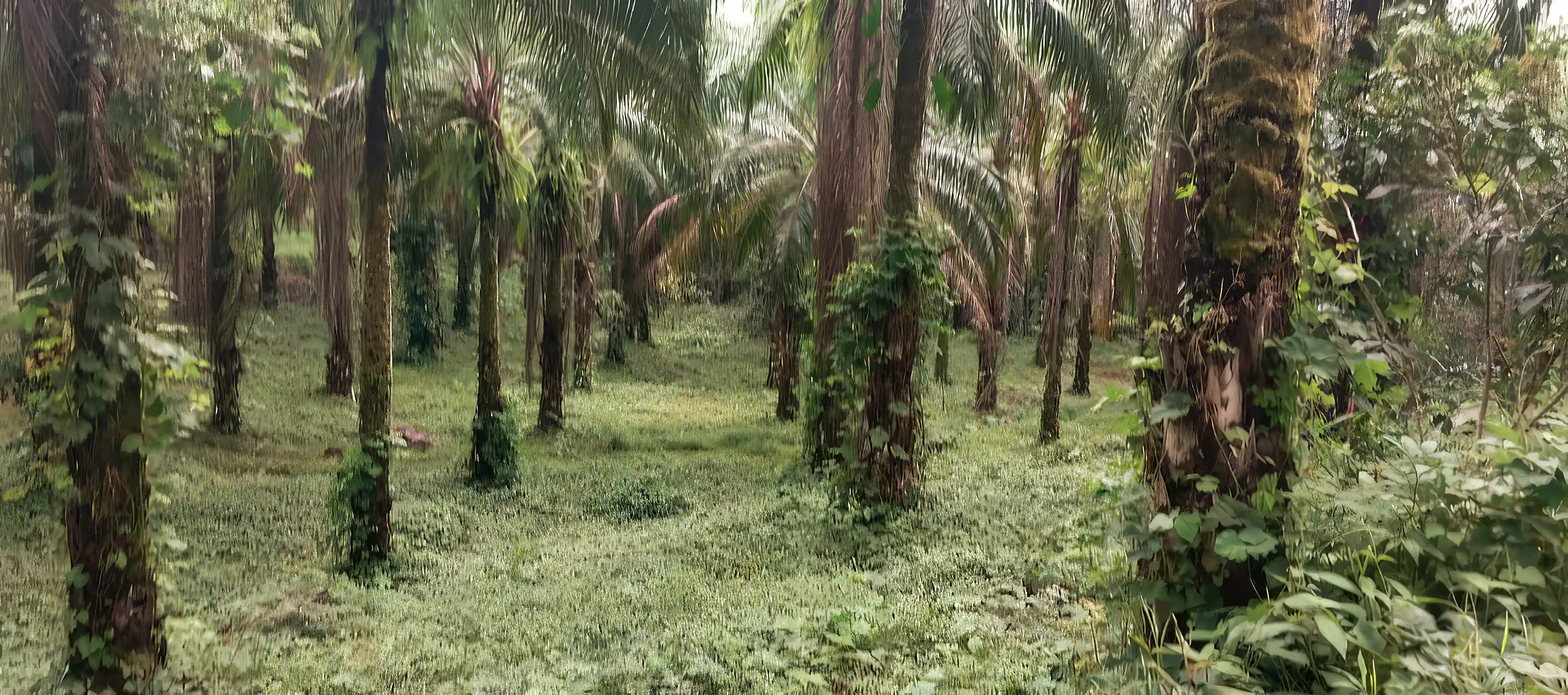 Home for Sale in Puerto Jiménez, Puntarenas, Costa Rica