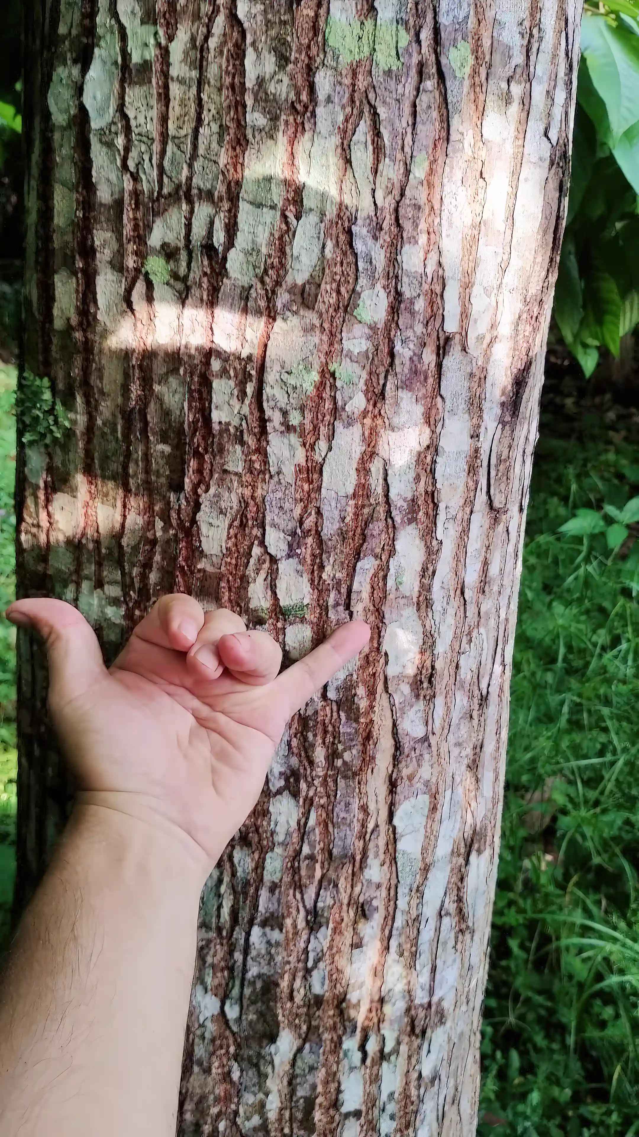Cedro