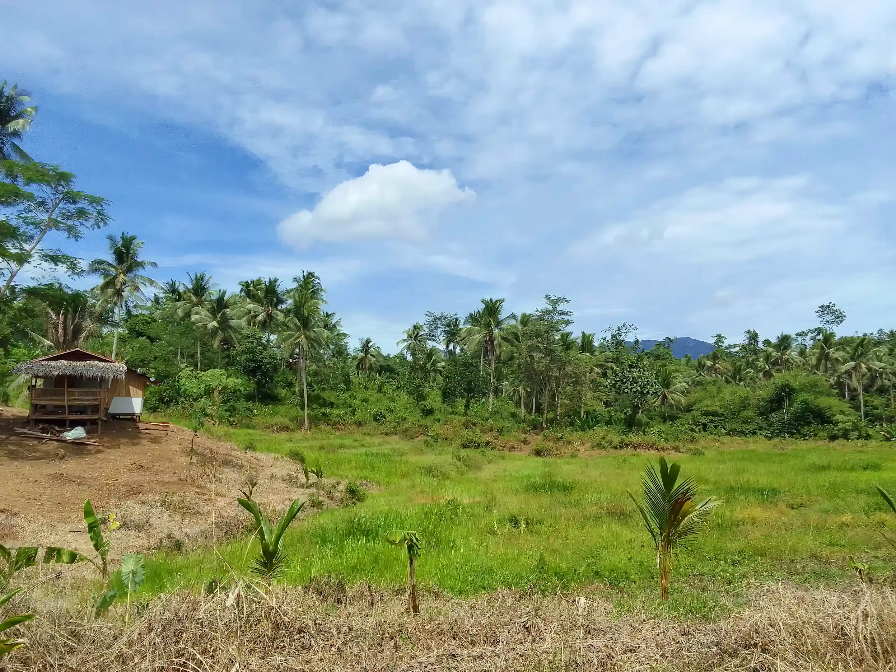 Land for Sale in Sison, Surigao Del Norte, Philippines