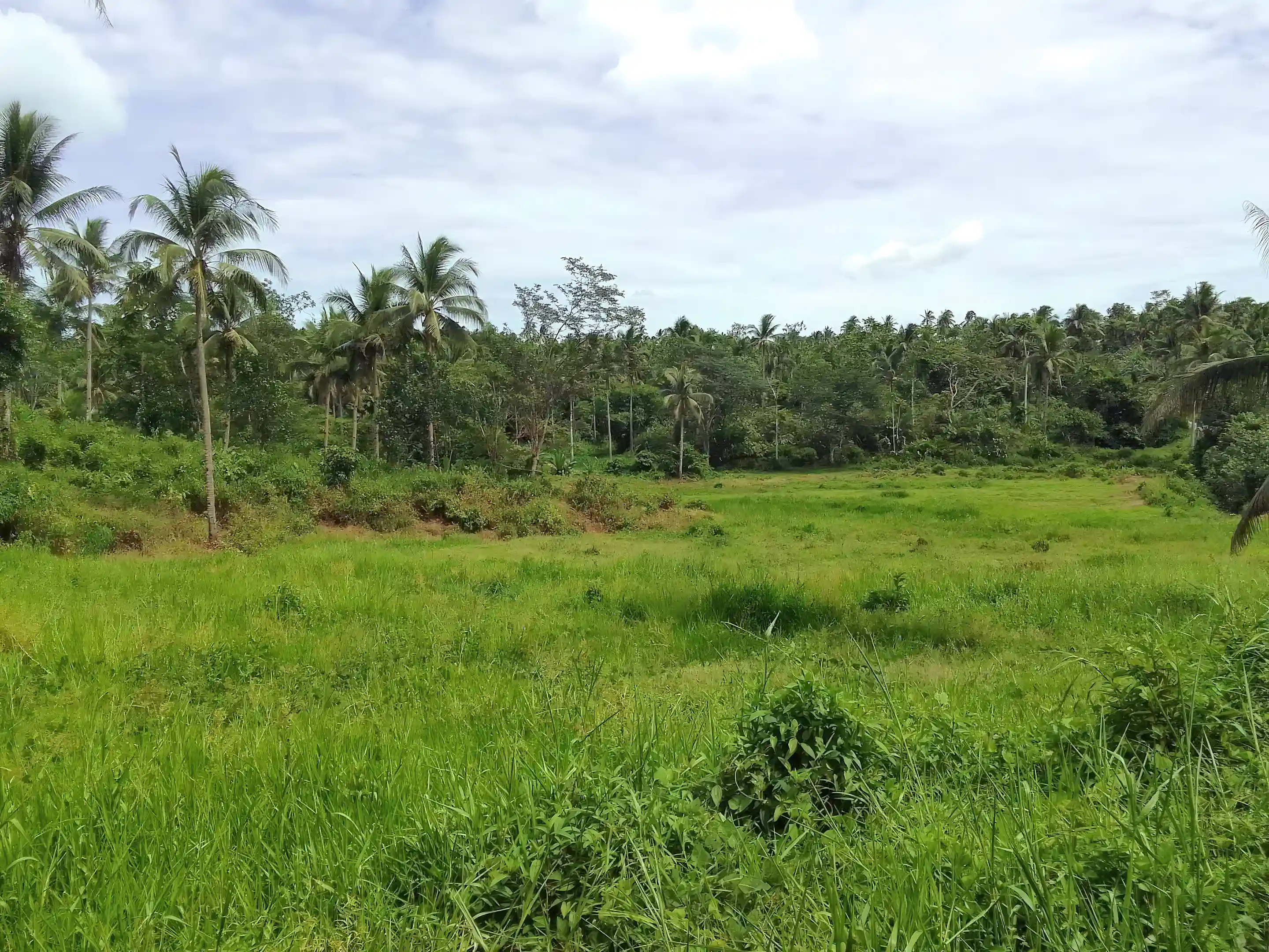 Land for Sale in Sison, Surigao Del Norte, Philippines
