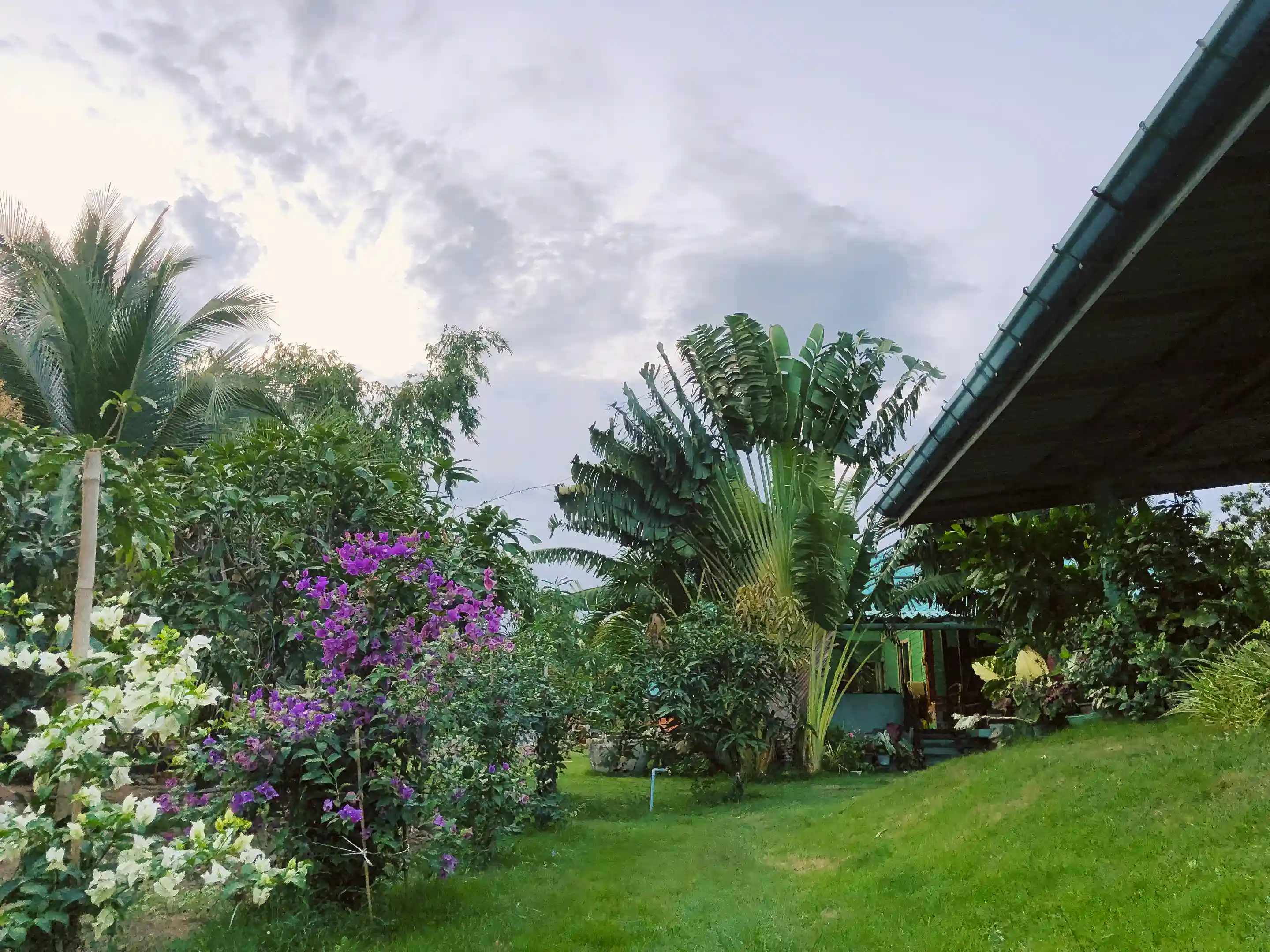 Part Jungle area