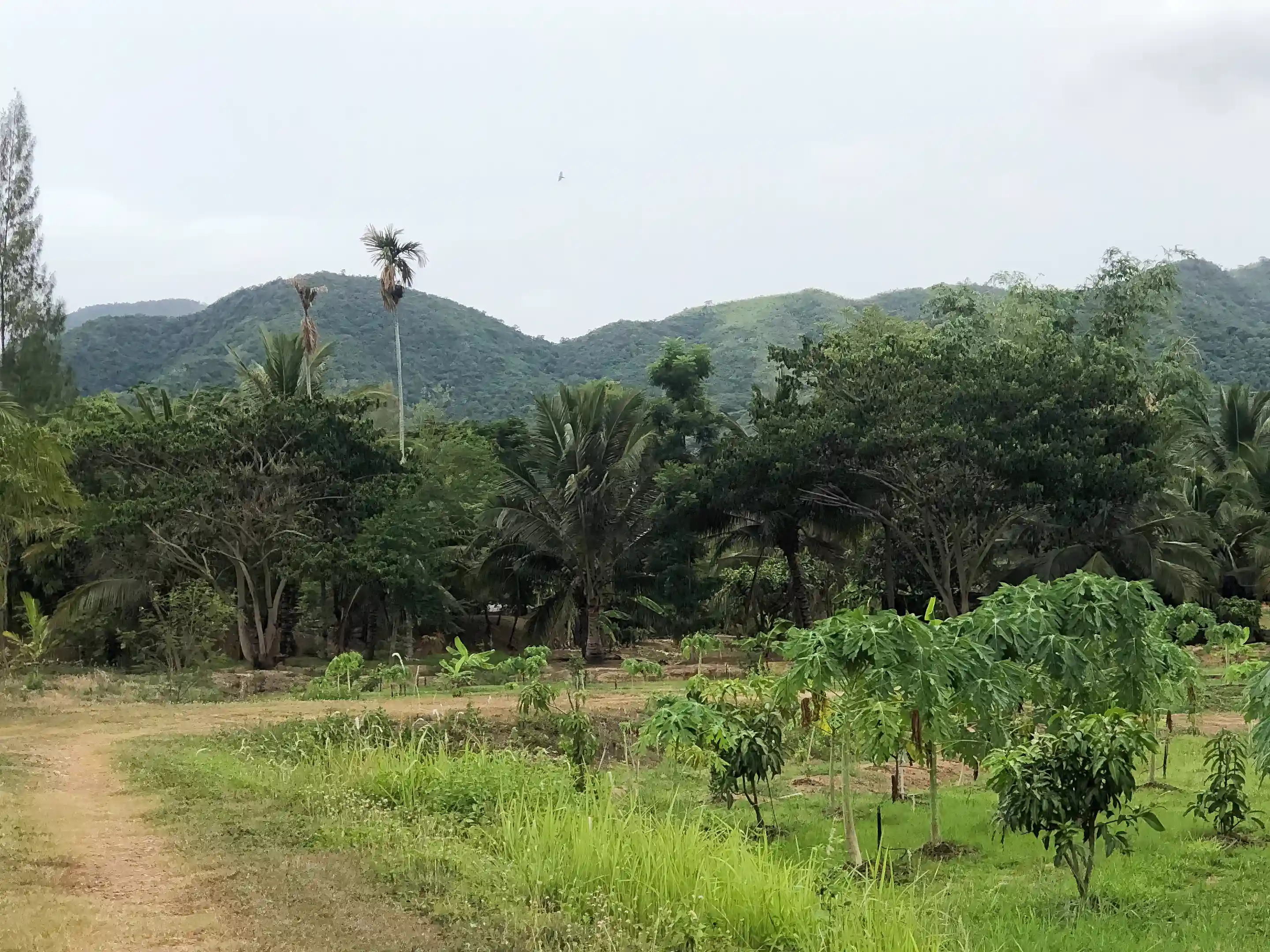 Jungle area