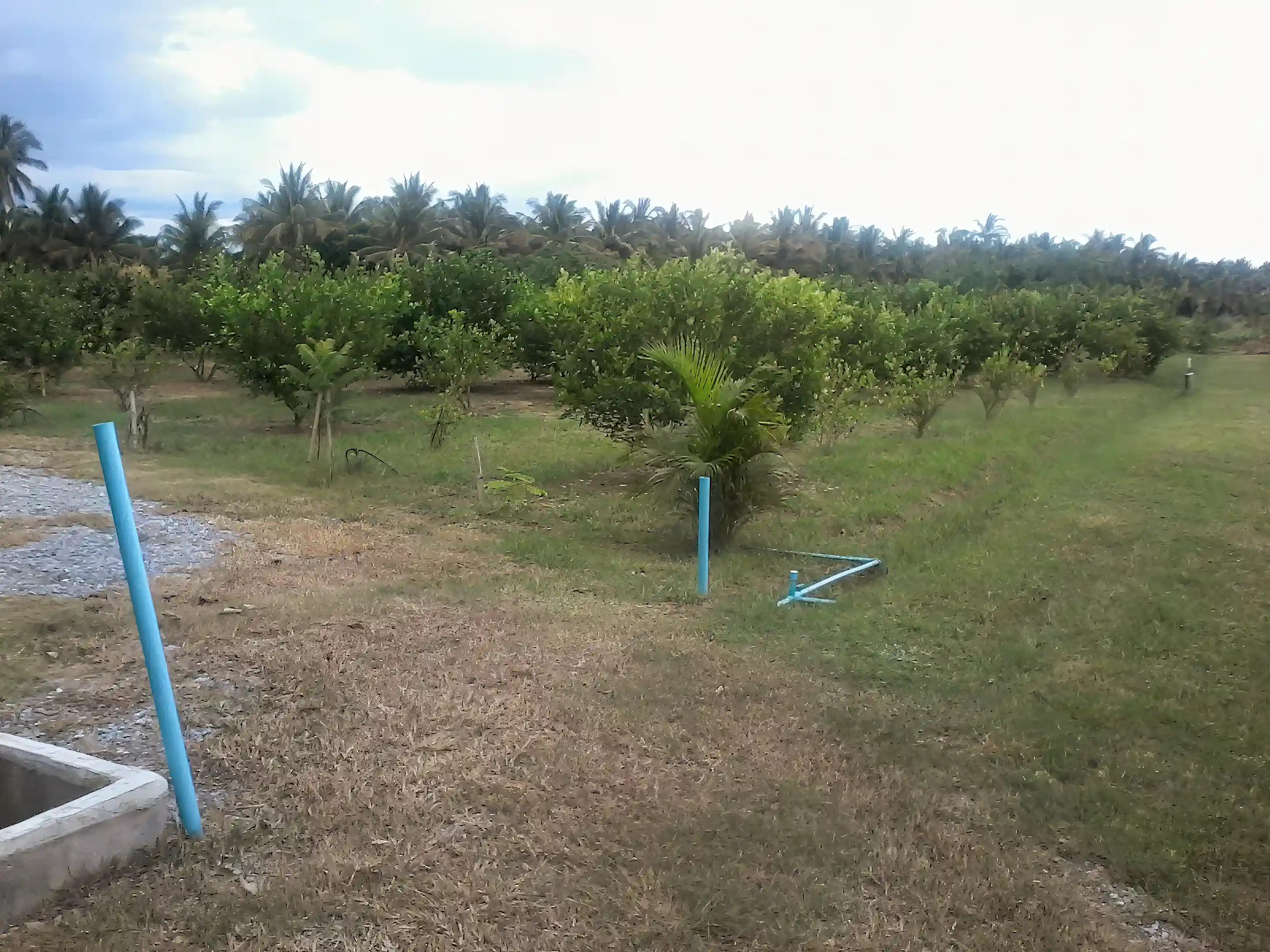 Limes Trees