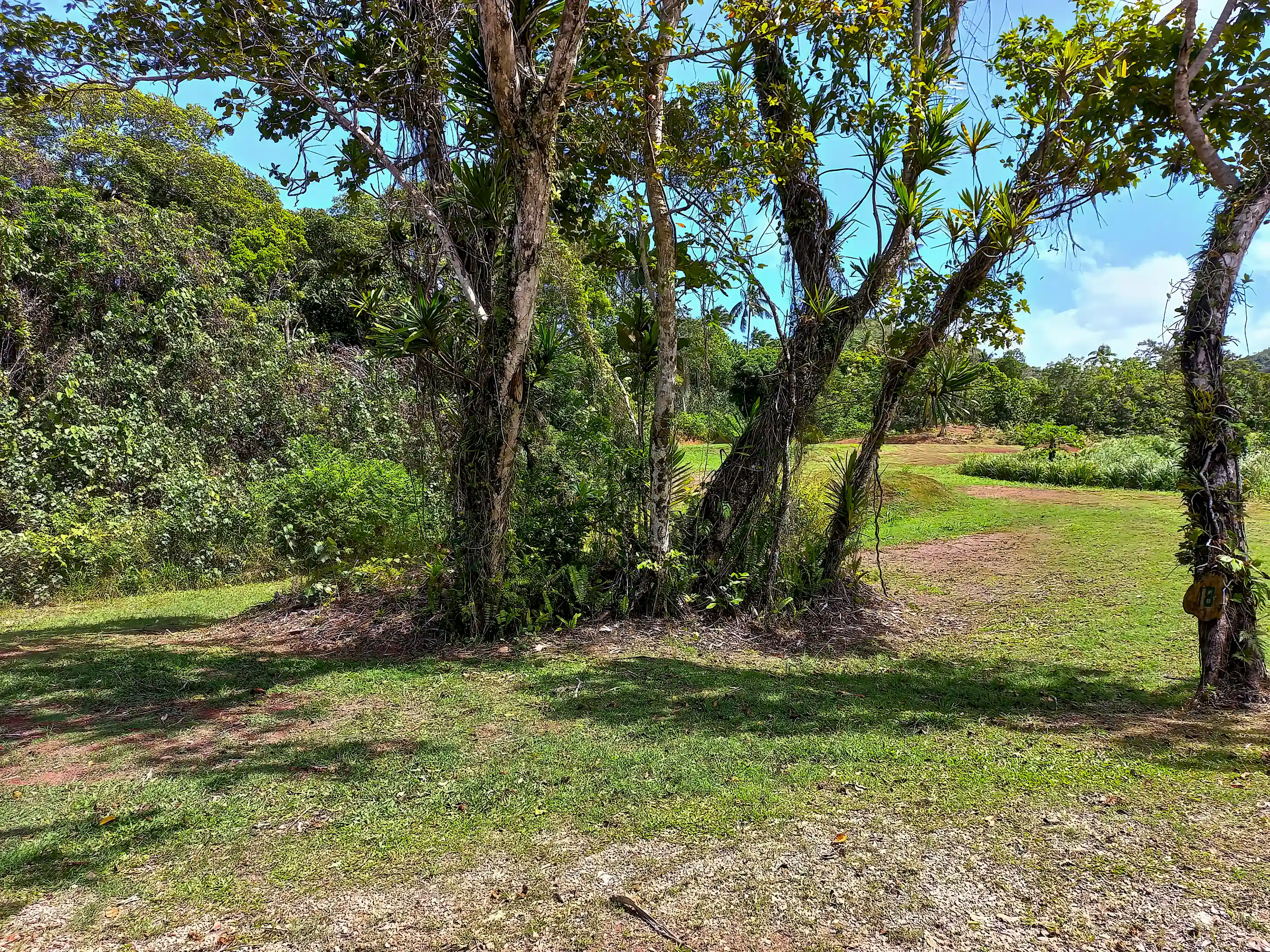 Lot 18 entry driveway around left side of this tree...