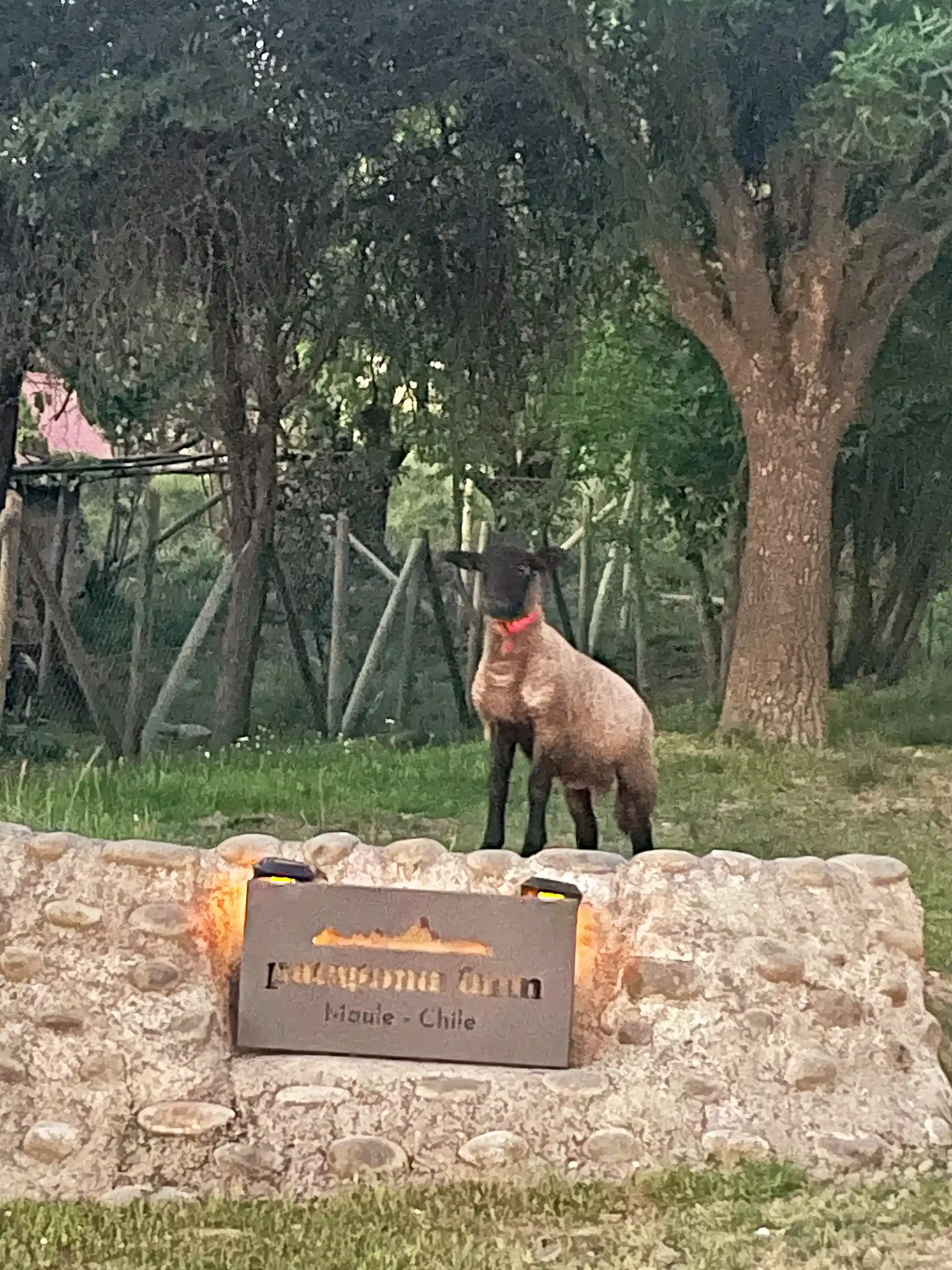 Farmland for Sale in Patagonia 555, Pencahue, Pencahue Maule Region, Chile