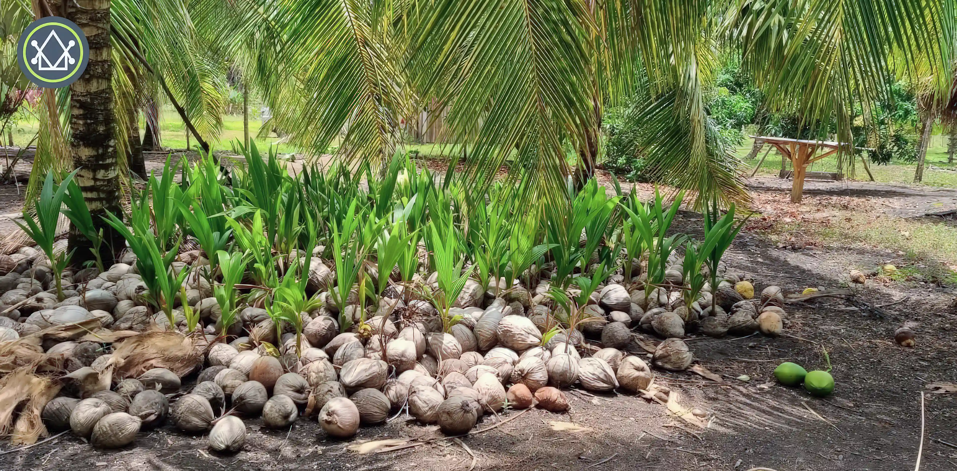 Farm for Sale in Spanish Lookout, Cayo District, Belize