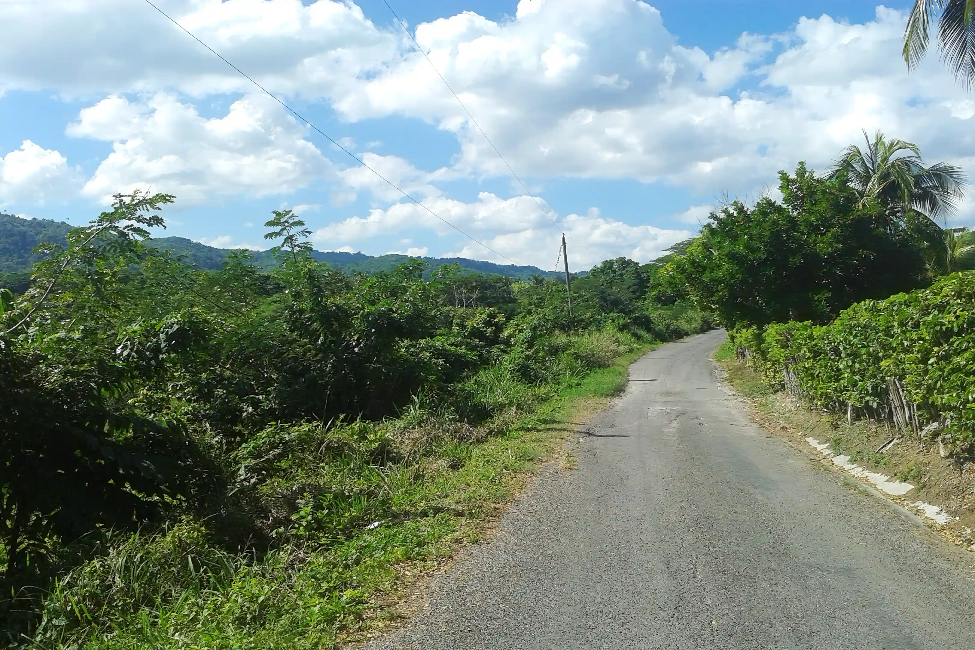 Farm for Sale in Free Hill, St. Mary, Jamaica