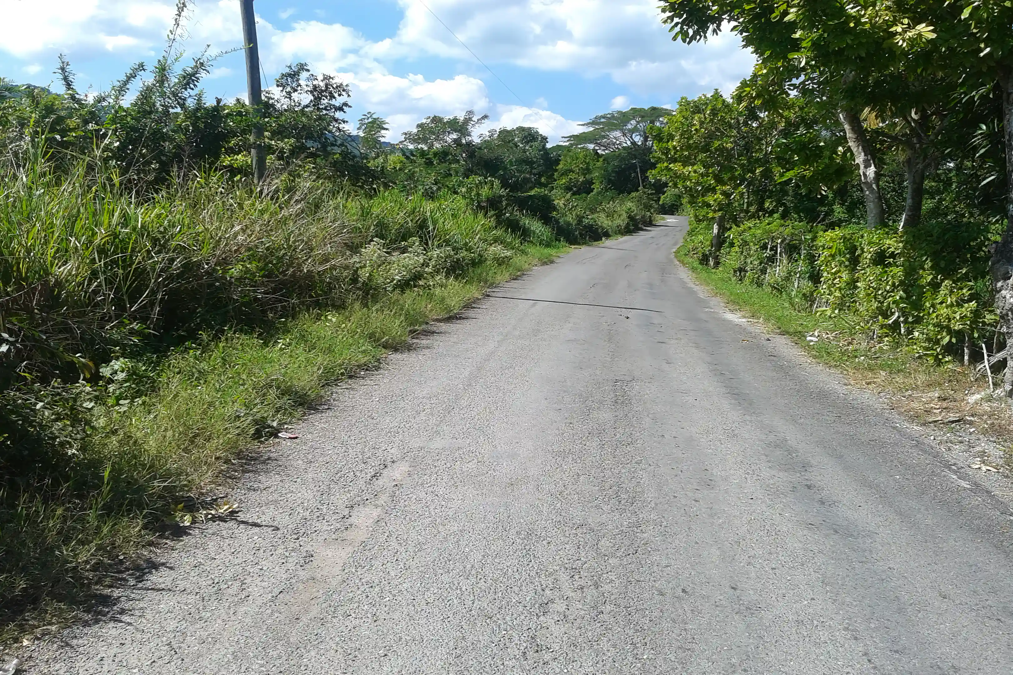 Farm for Sale in Free Hill, St. Mary, Jamaica