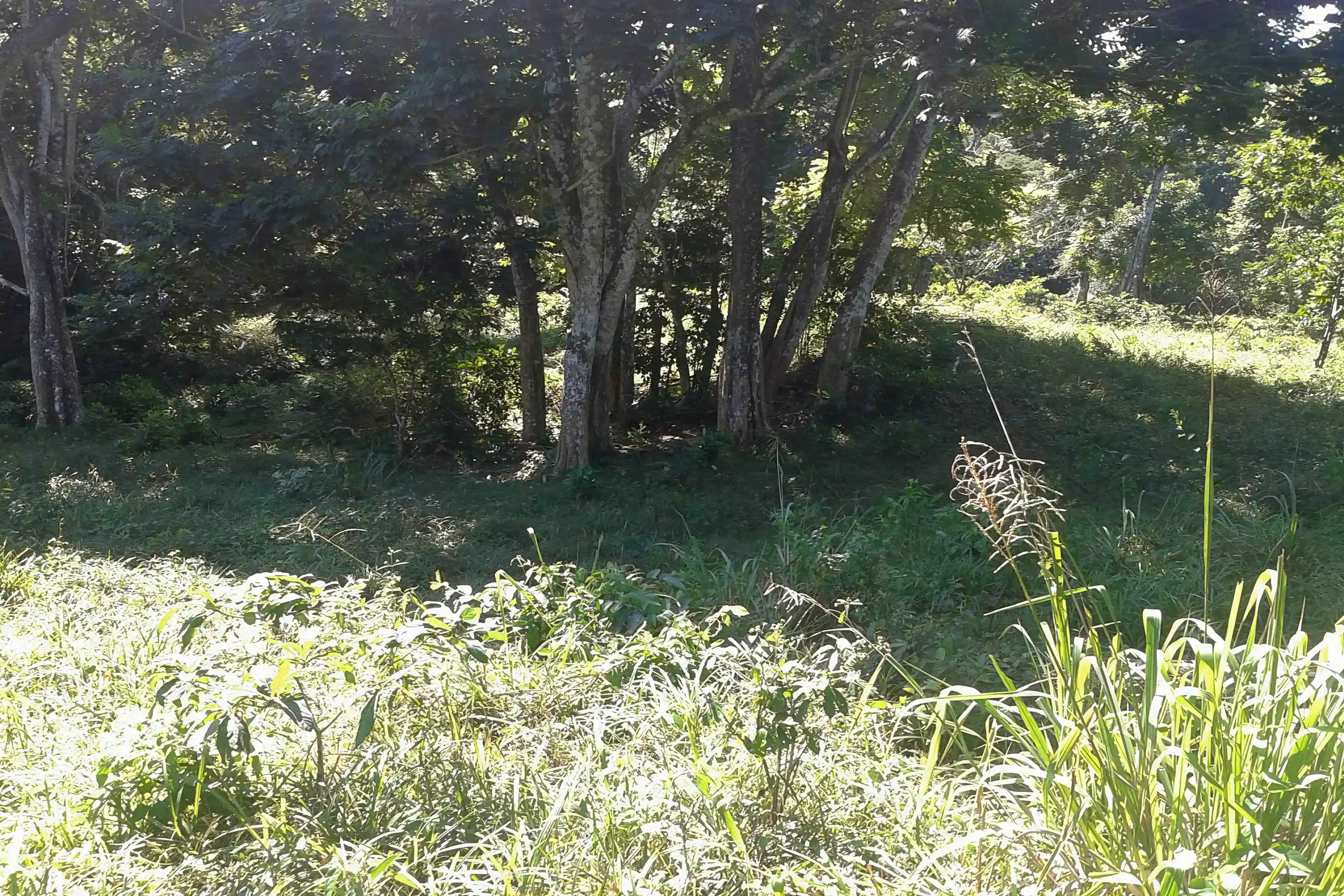 Farm for Sale in Free Hill, St. Mary, Jamaica