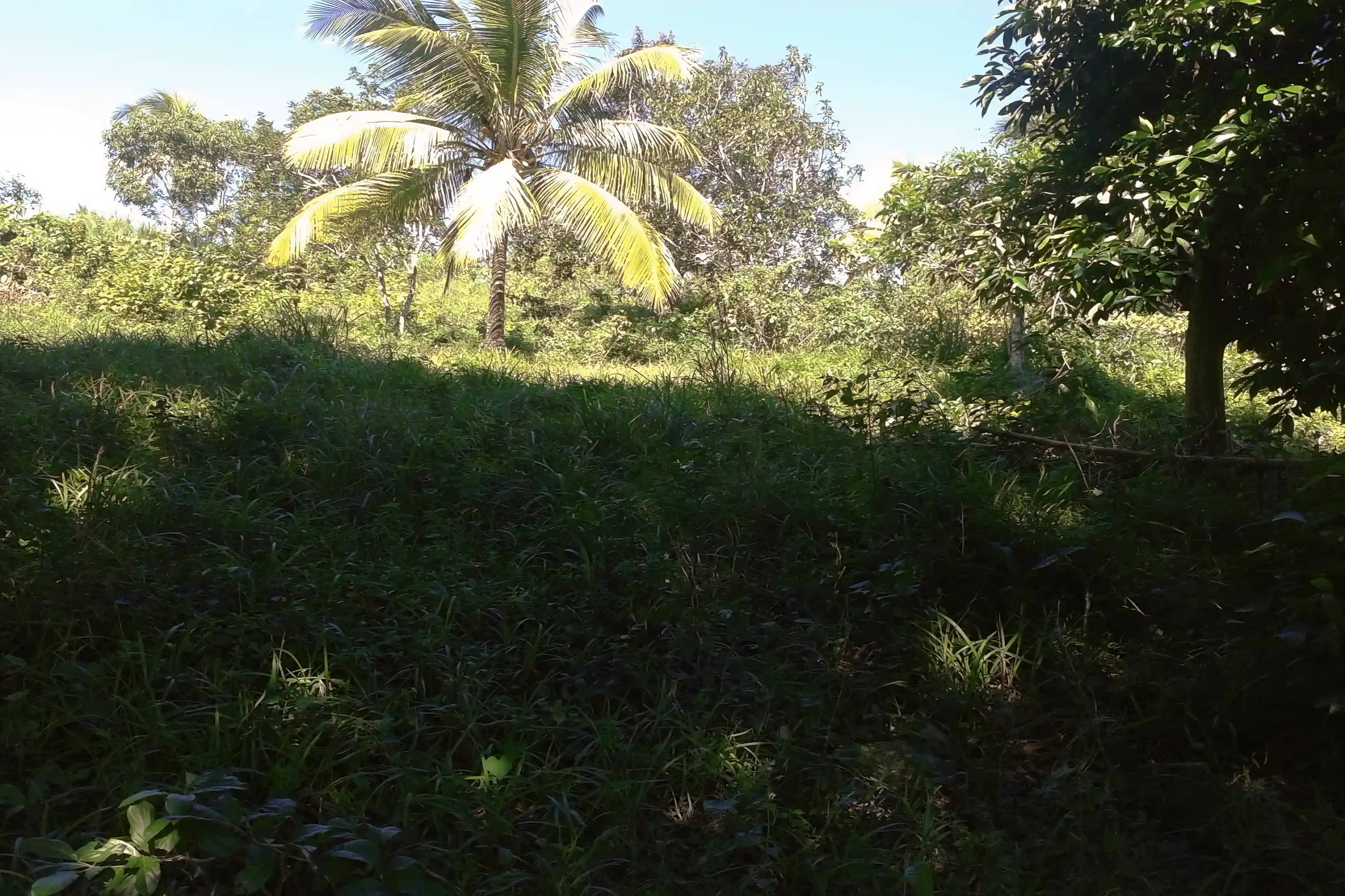 Farm for Sale in Free Hill, St. Mary, Jamaica