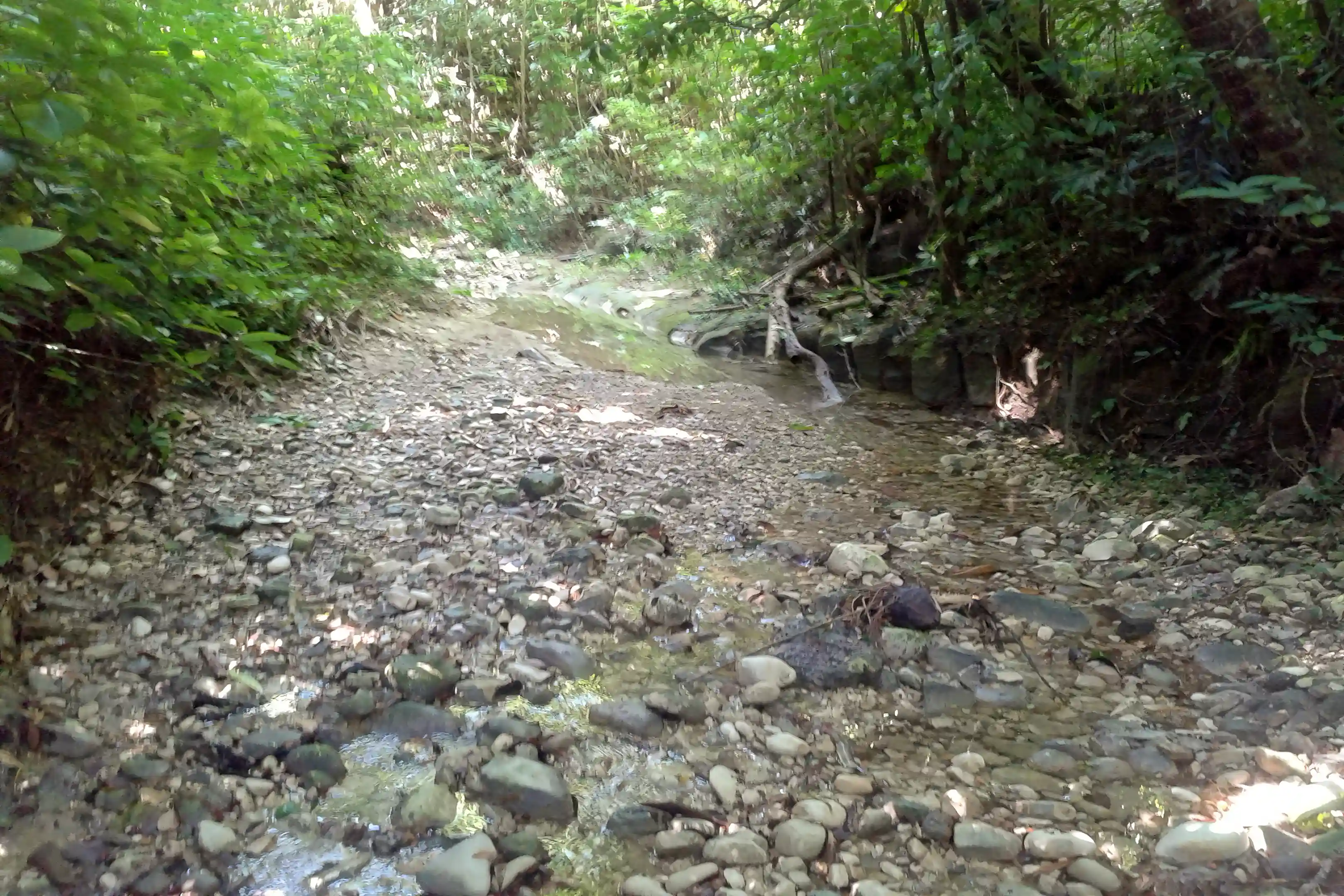 Farm for Sale in Free Hill, St. Mary, Jamaica