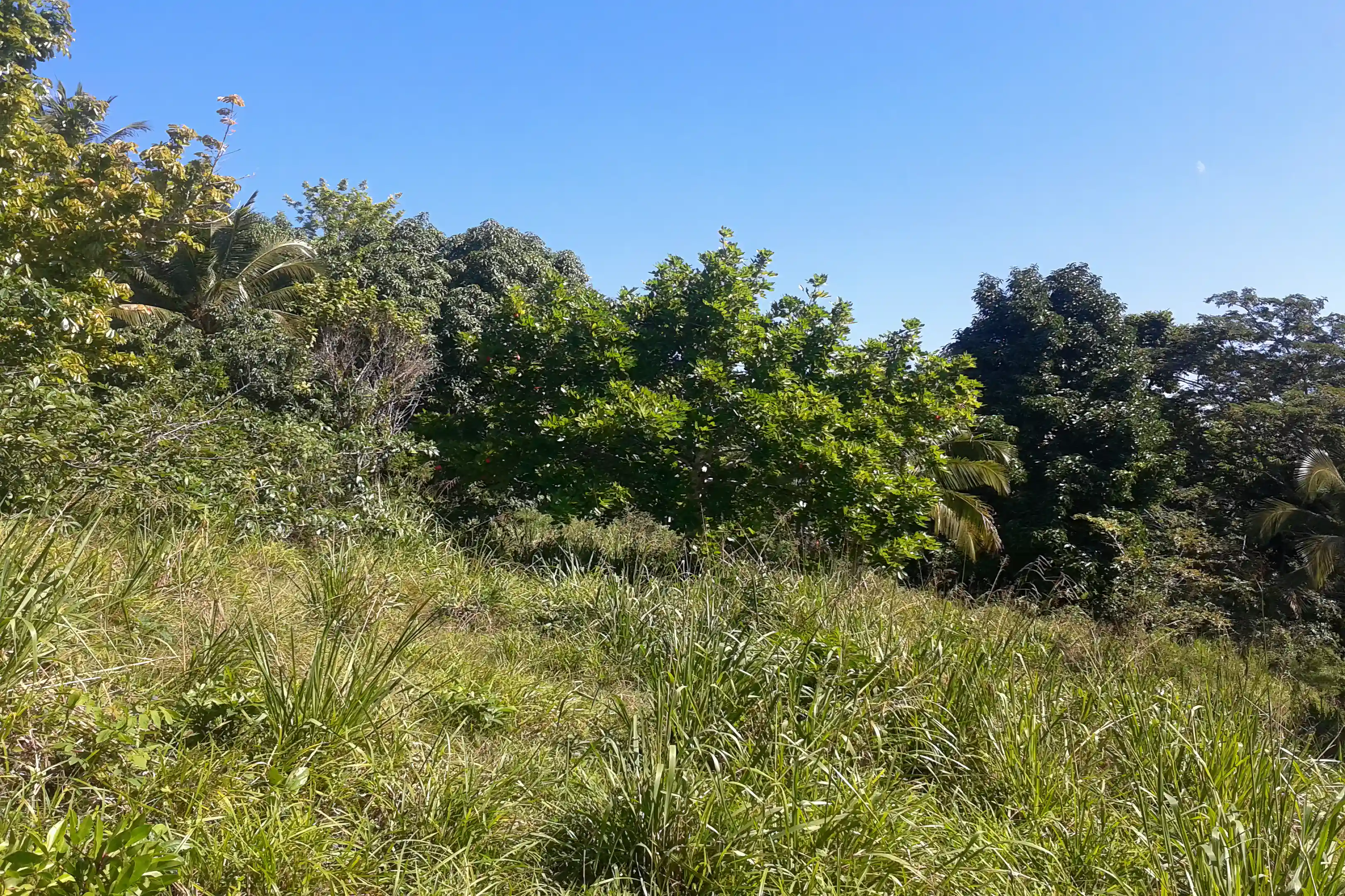 Farm for Sale in Free Hill, St. Mary, Jamaica