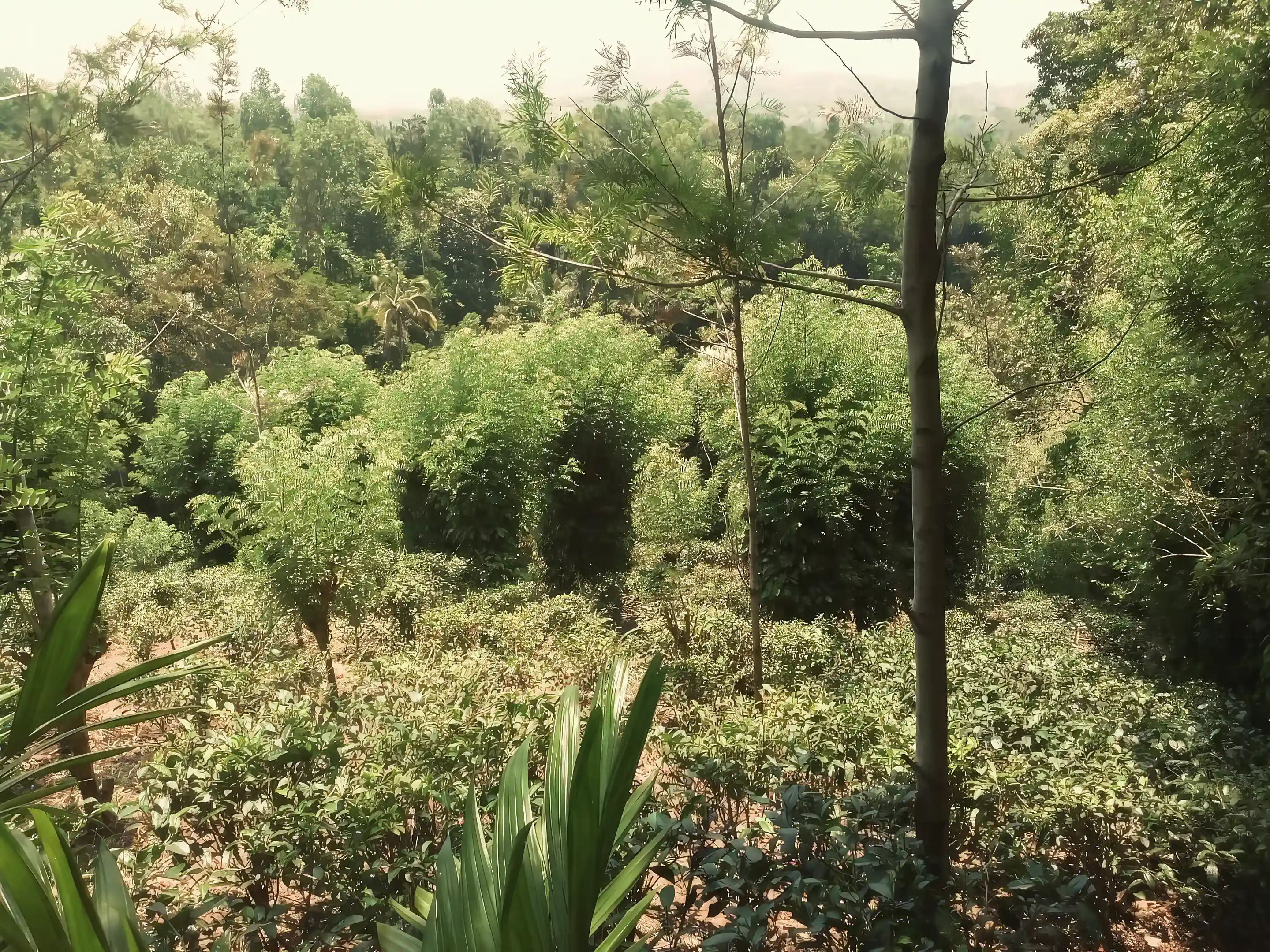Land for Sale in Haldummulla, Haputhle, Uwa, Sri Lanka
