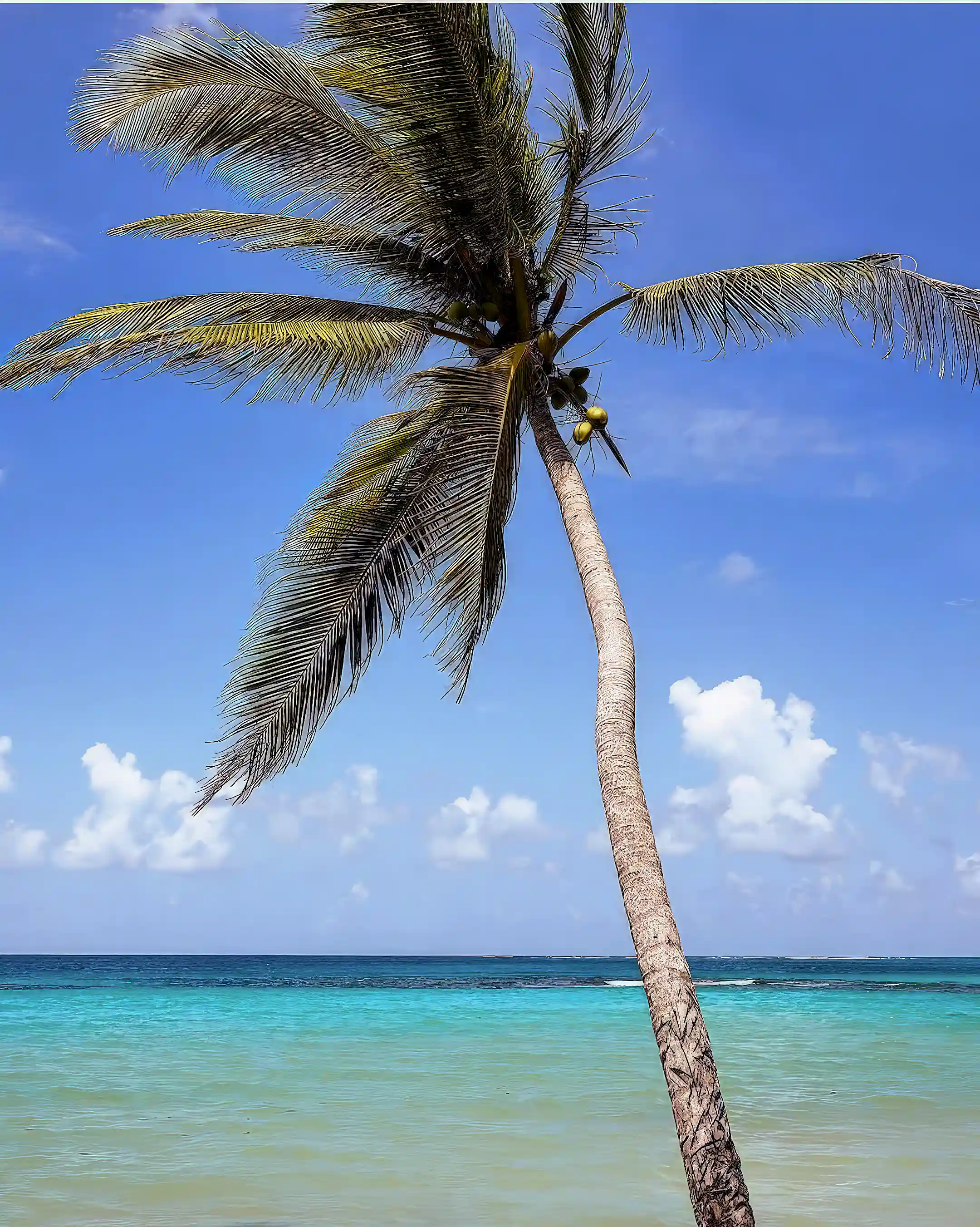 coconut jungle