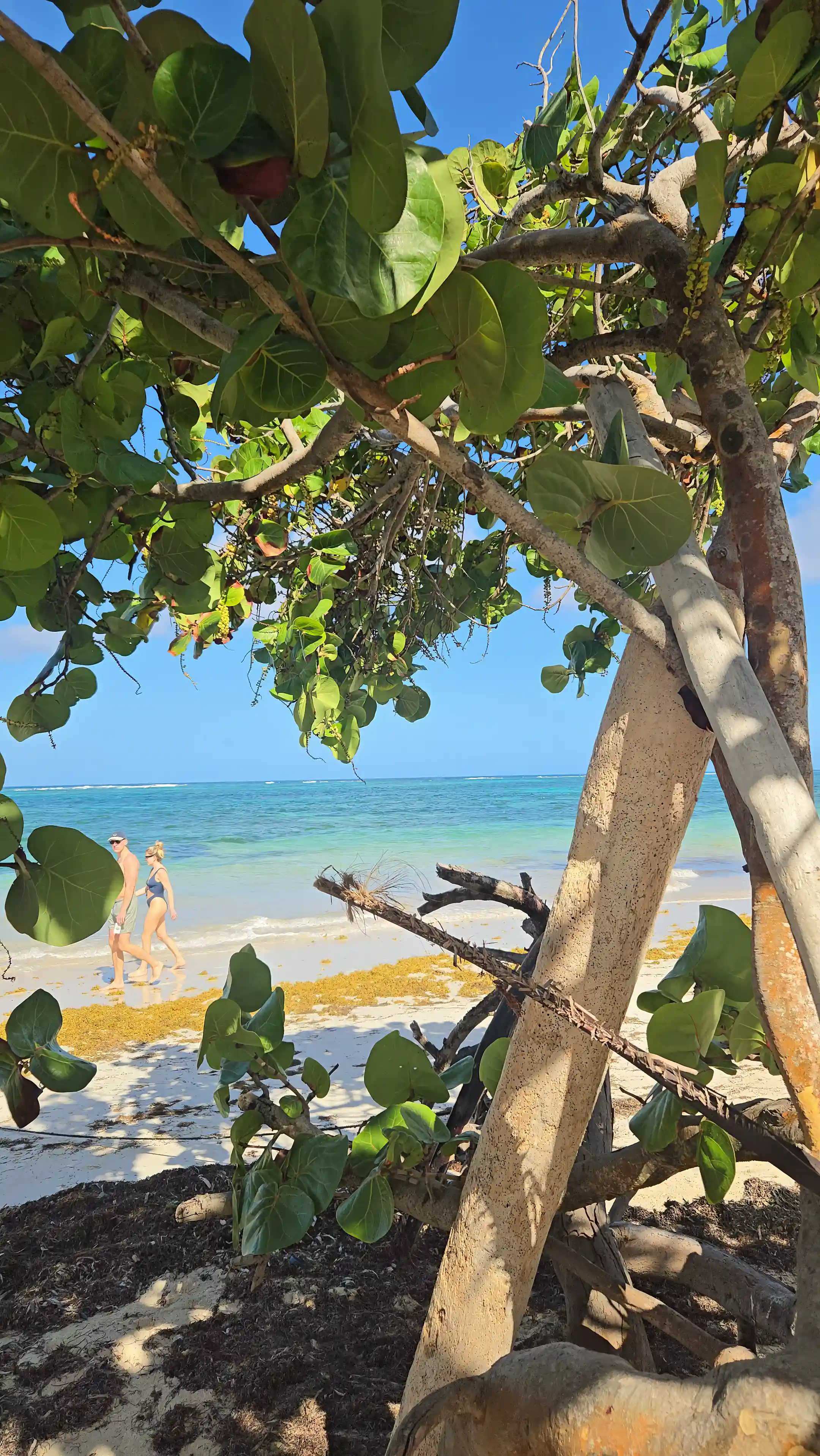 seagrapes by the beach