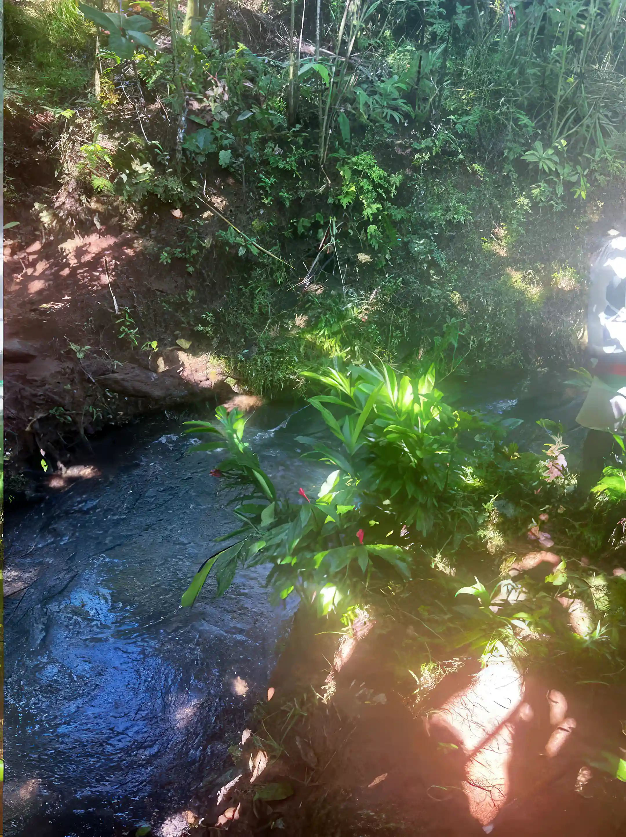 Natural Stream