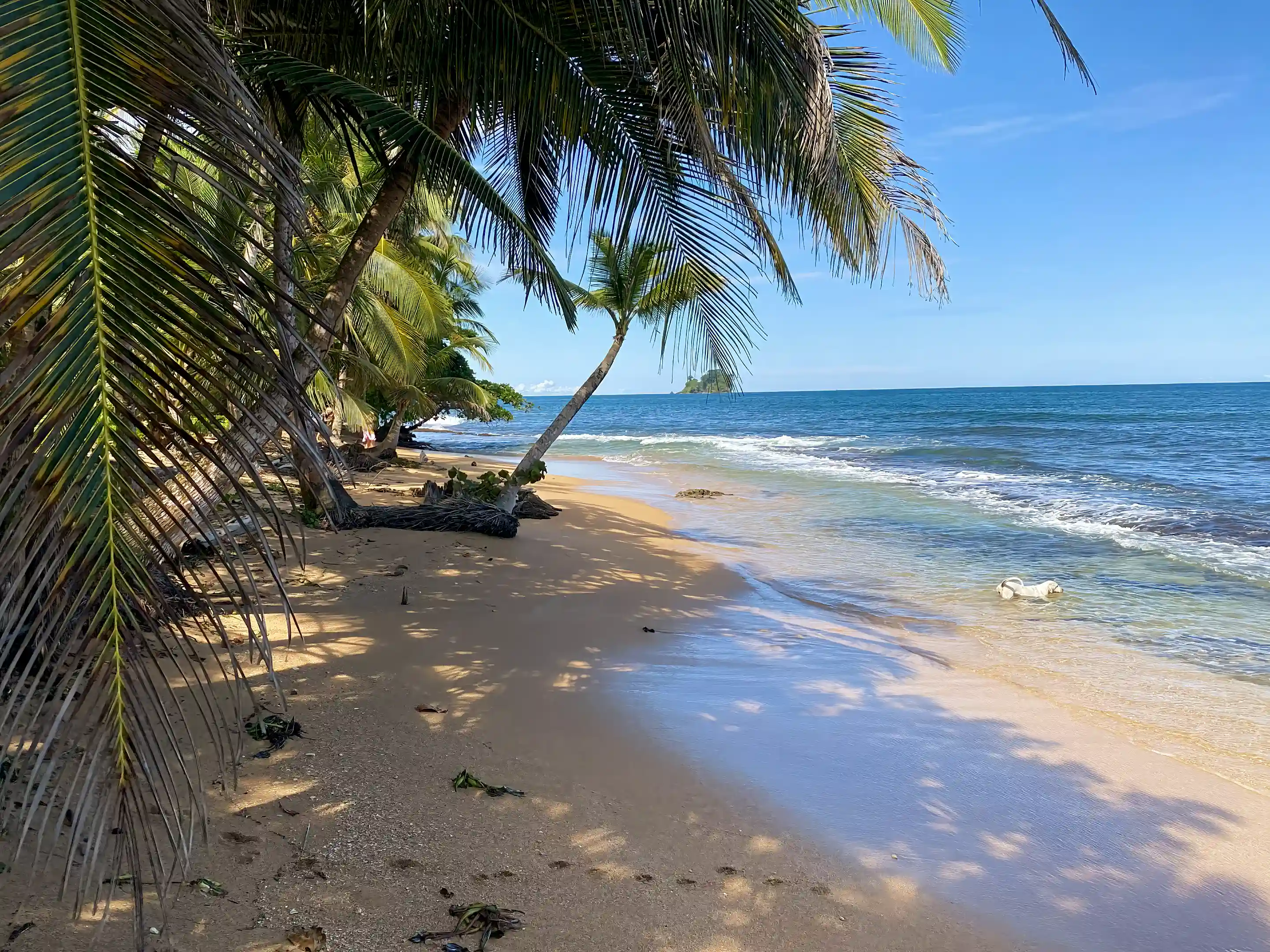 Caribbean Beachfront for Sale in Mimitimbi, Boca Del Drago, Bocas del Toro, Panama