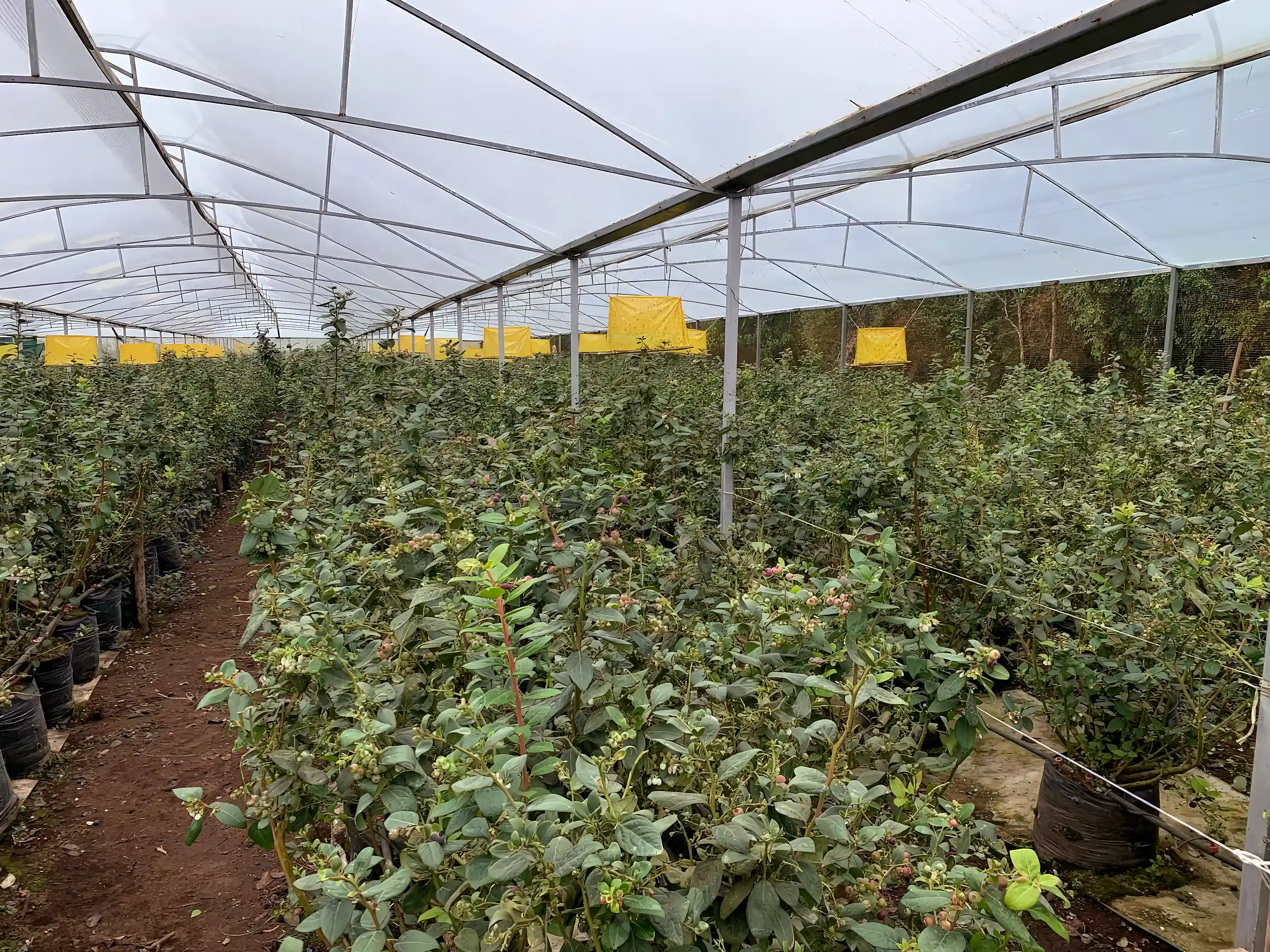 Blueberry Farm for Sale in Poasito, Sabanilla, Alajuela, Costa Rica