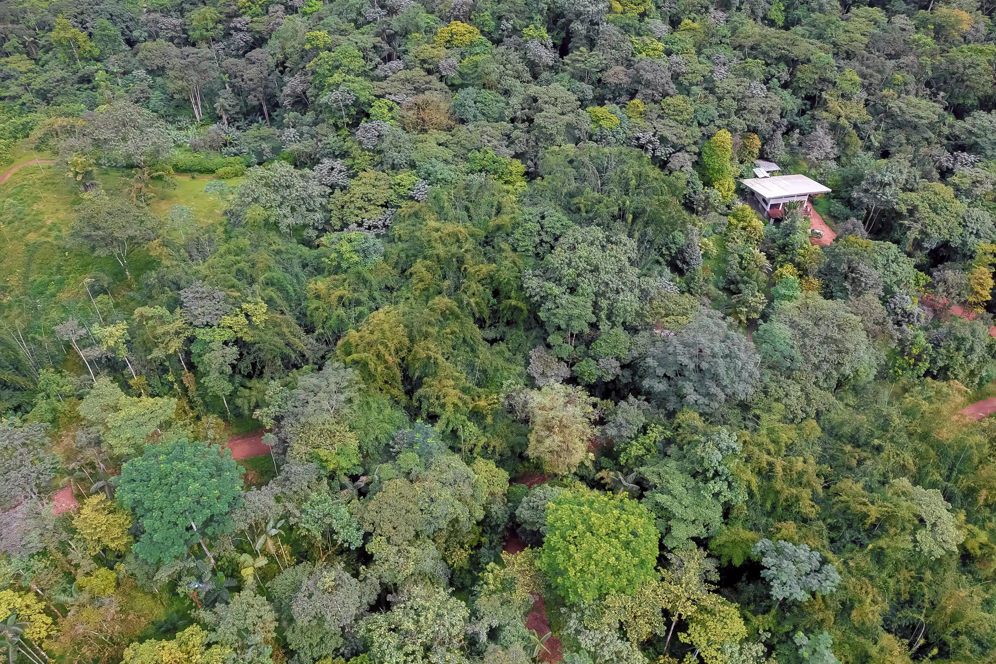 Permaculture Farm for Sale in Pedro Vicente Maldonado, Pichincha, Ecuador