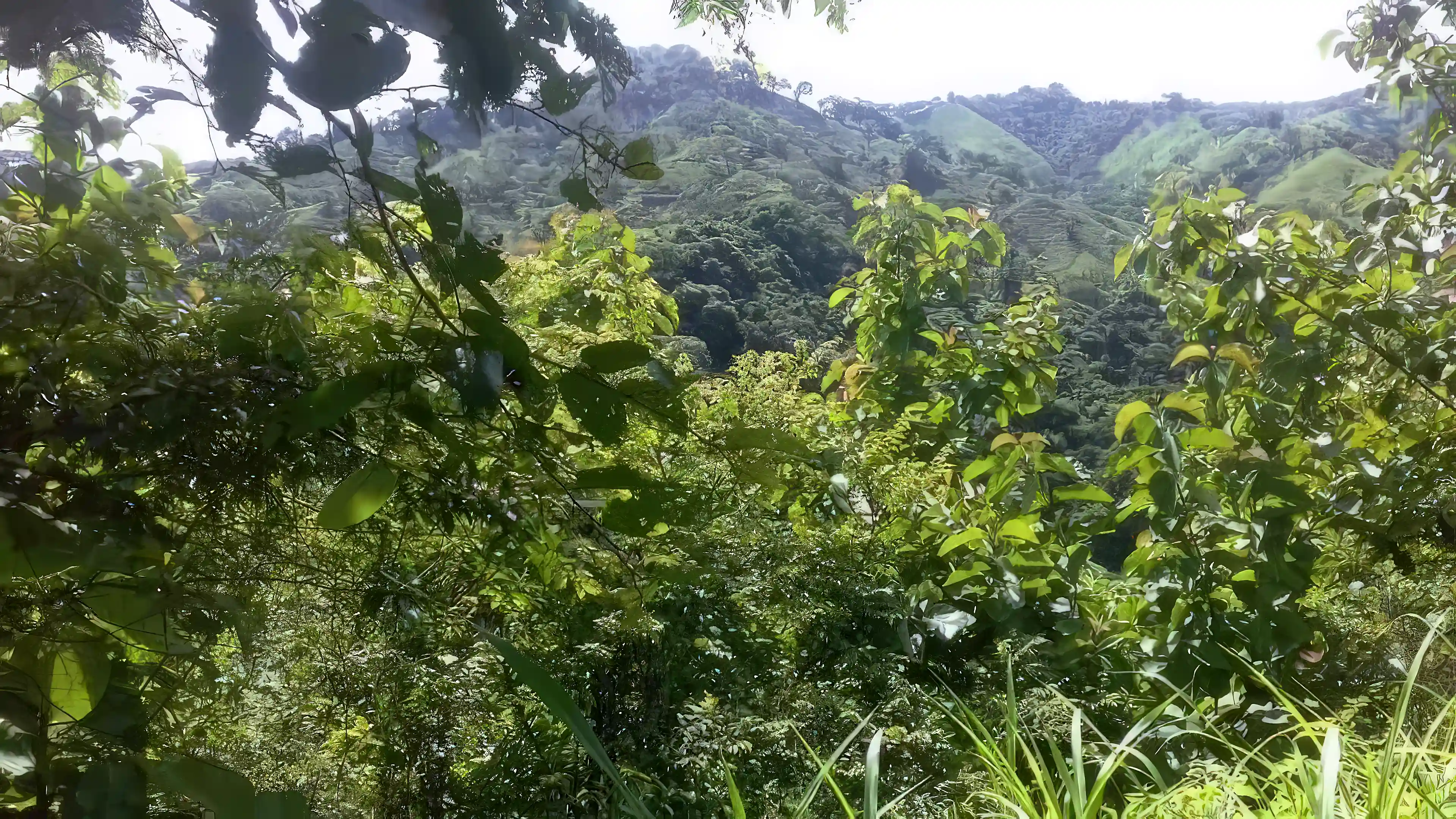 Teak Farm for Sale in Lepanto, Puntarenas, Costa Rica