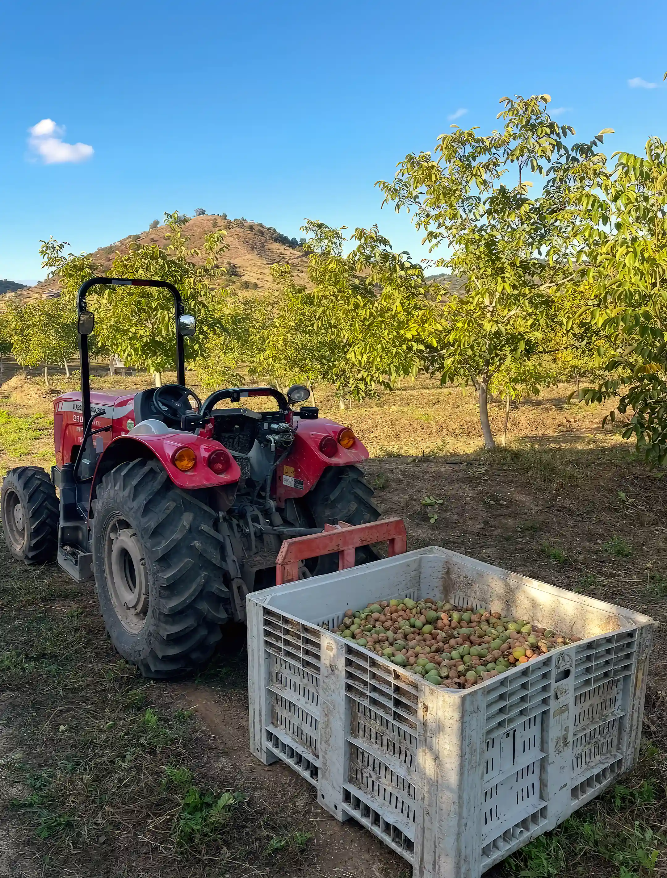 Harvesting walnuts April 2026