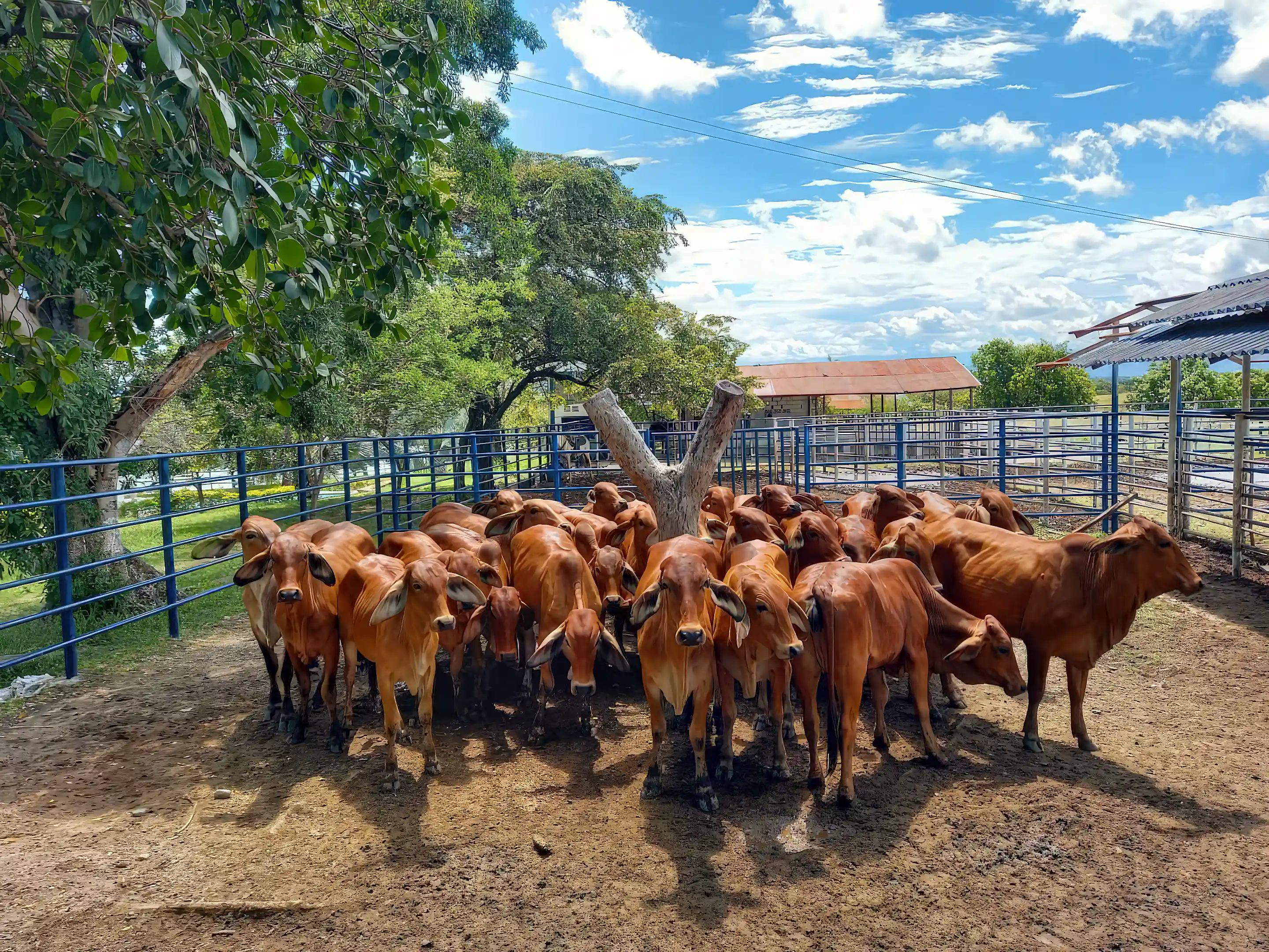 Cattle Ranch for Sale in Saldana, Tolima, Colombia