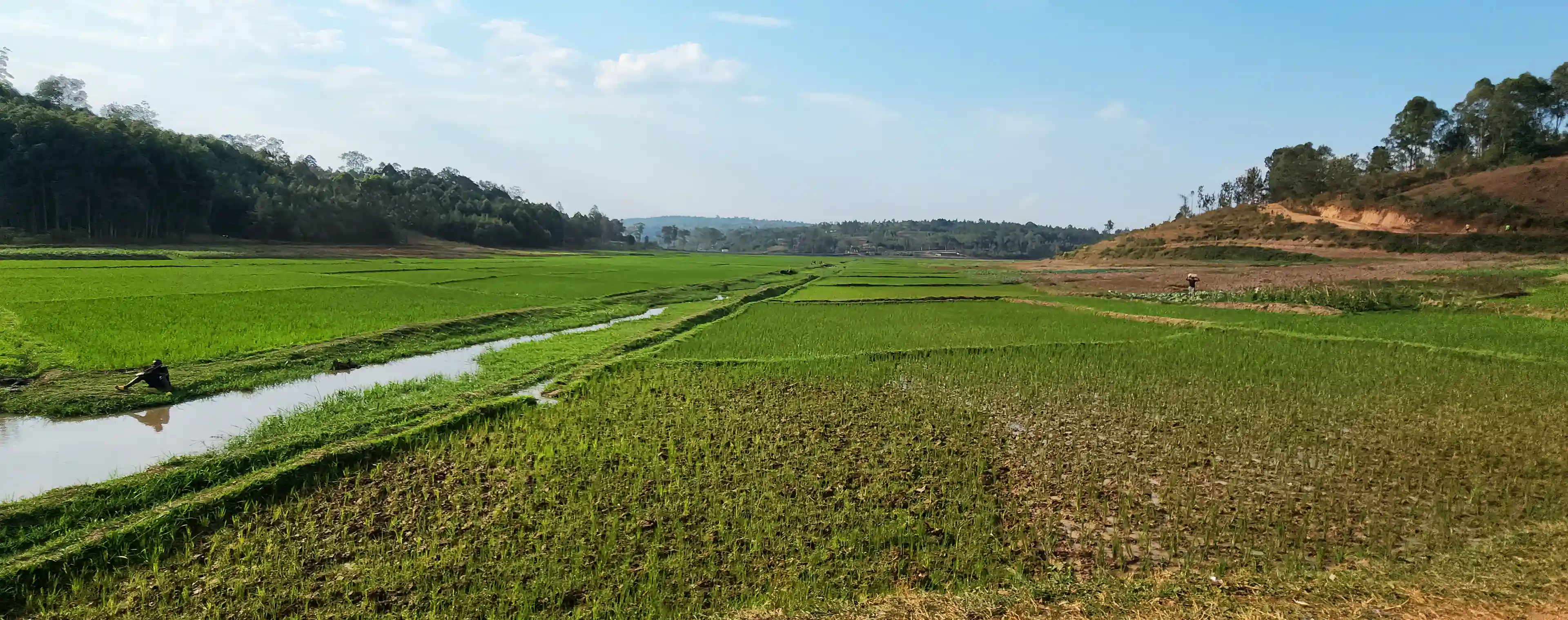 Rice fields below property