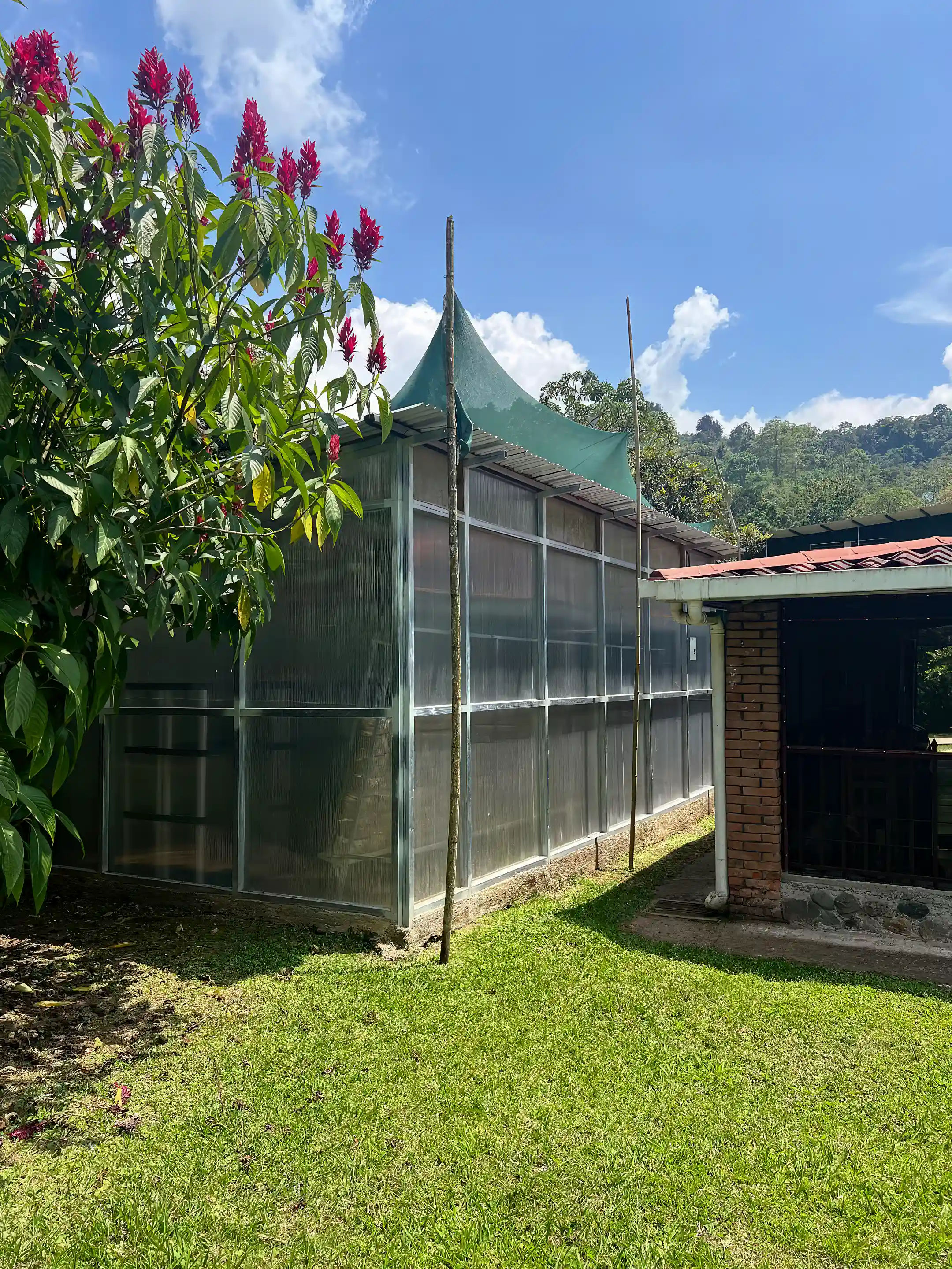 Back view of another mushroom grow house
