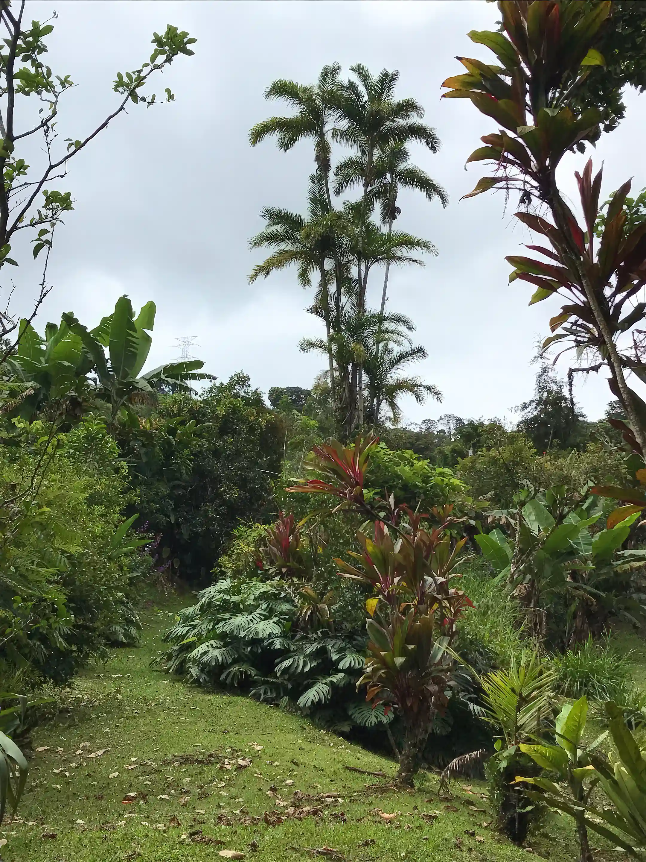 Beautiful lush green scenery