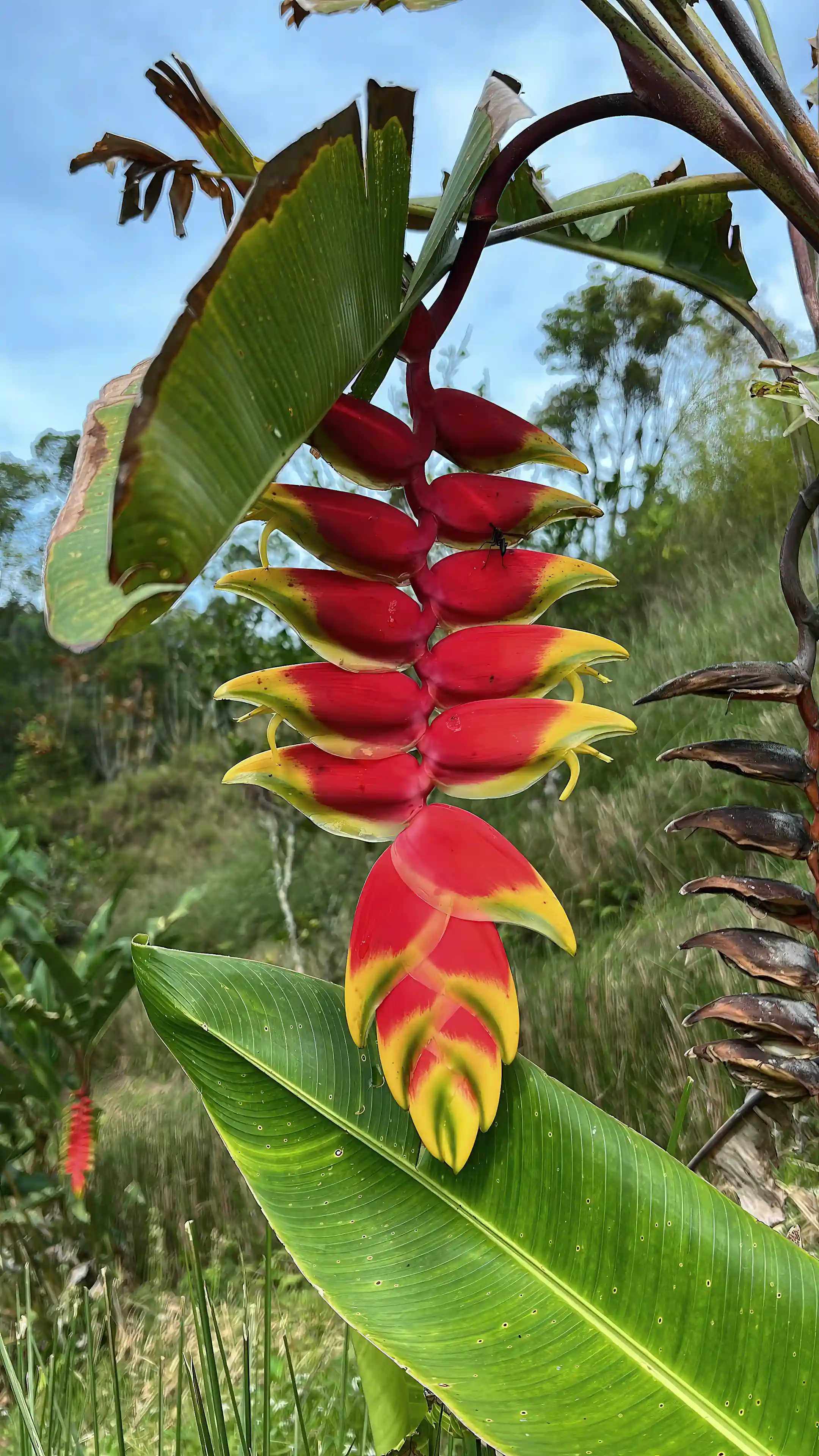 Tropical Flowers
